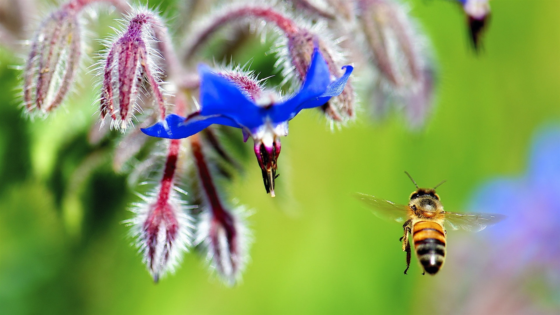 Petals, Bee, 1080P, Flying, Insect, Flower, Blue, HD Wallpaper