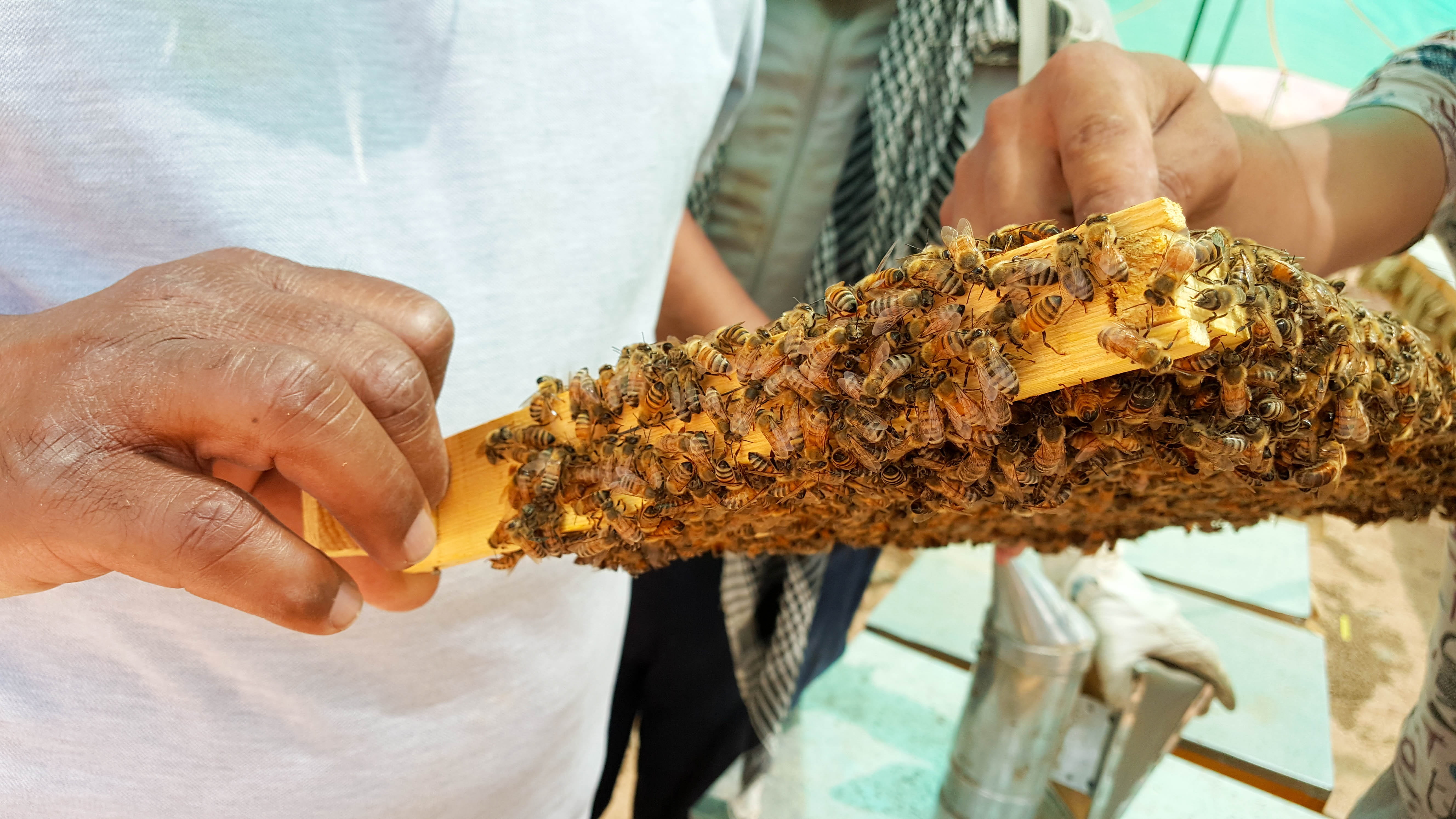 outdoors, focus on foreground, human limb, honey Bee, insect, food, 5K, drone, yellow, body part, queen, human Hand, hive, bees, saudi, day, close-up, HD Wallpaper