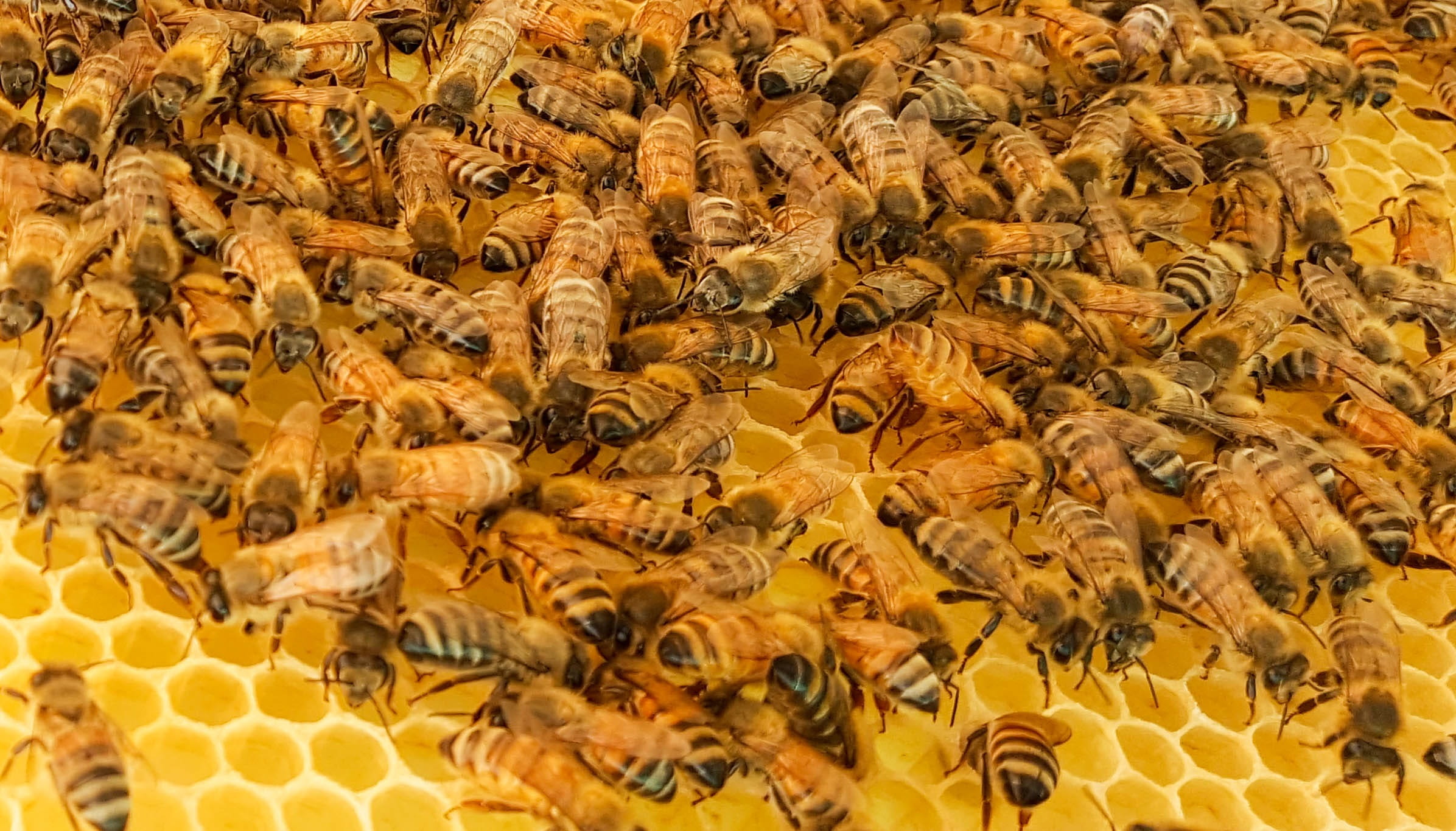 animal, closeup, large group of animals, Hive, nature, honeycomb, abundance, no people, Honeybees, Honey, beehive, saudi, bees, beauty in nature, full frame, HD Wallpaper
