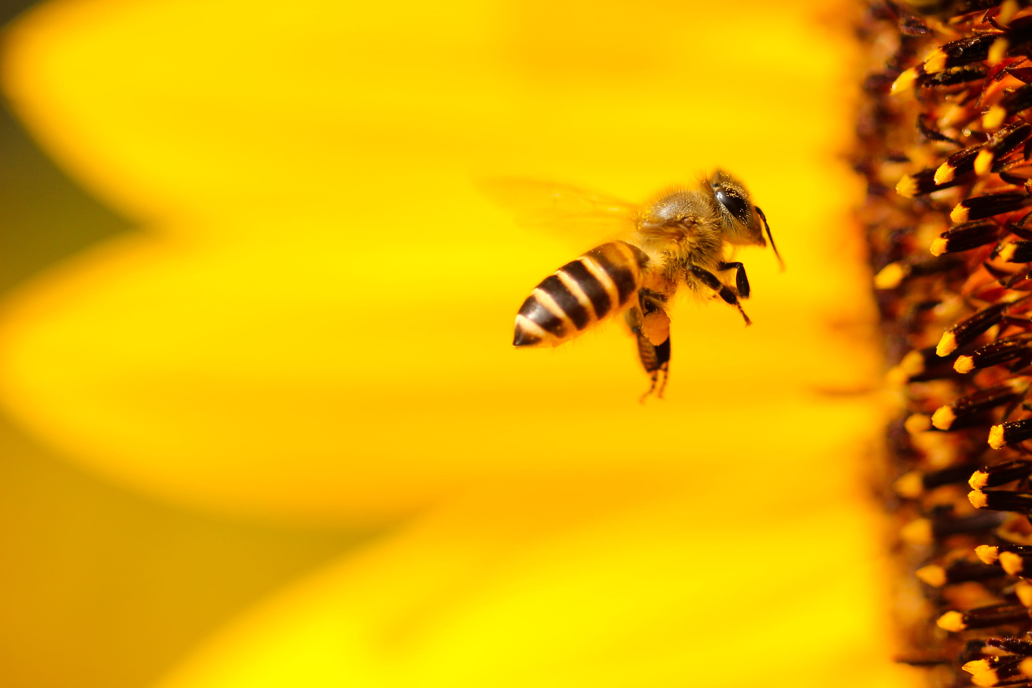 pollen, springtime, selective focus, animals in the wild, flower, one animal, summer, wing, white, sunflower, flowering plant, yellow, near, 2K, animal, HD Wallpaper