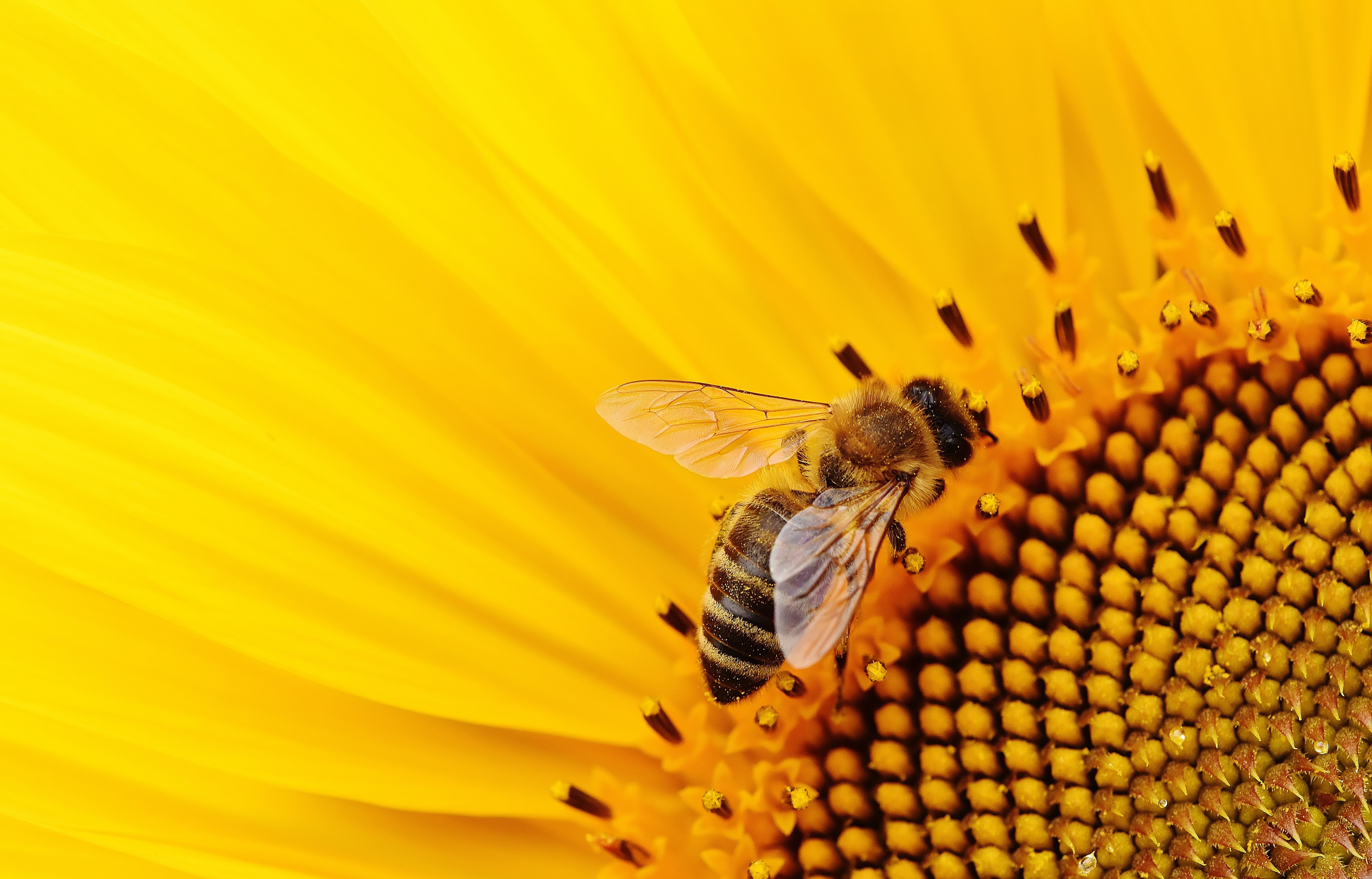 bees, one animal, blossom, fragility, vulnerability, sun, animal wing, honey, sunny, freshness, animal themes, insect, seeds, 5K, growth, bloom, flowering plant, HD Wallpaper
