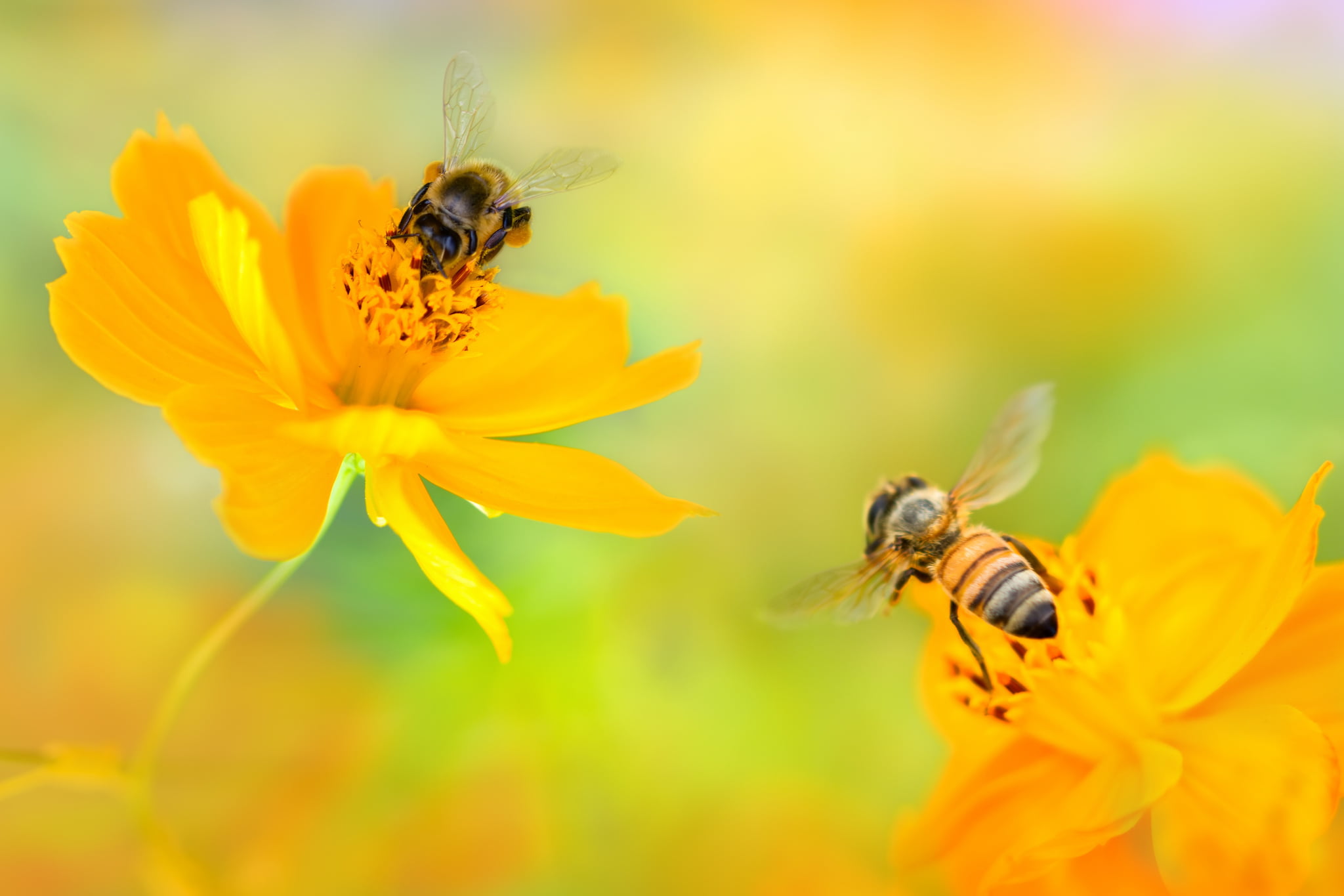 bees, pollen, beauty in nature, animal themes, close-up, freshness, one animal, growth, kosmeya, 1080P, invertebrate, yellow, animal wildlife, honey, pollination, HD Wallpaper
