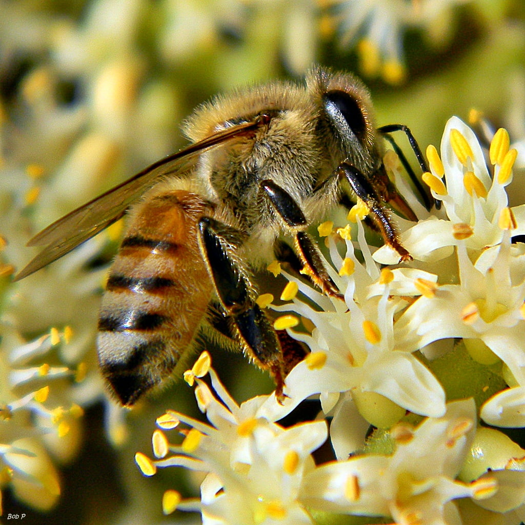 insect, honey, bee, daytime, Florida, springtime, white, Honey Time, Apis mellifera, Frenchmans Forest Natural Area, 480P, cluster, binomial, saw palmetto, Phone HD Wallpaper