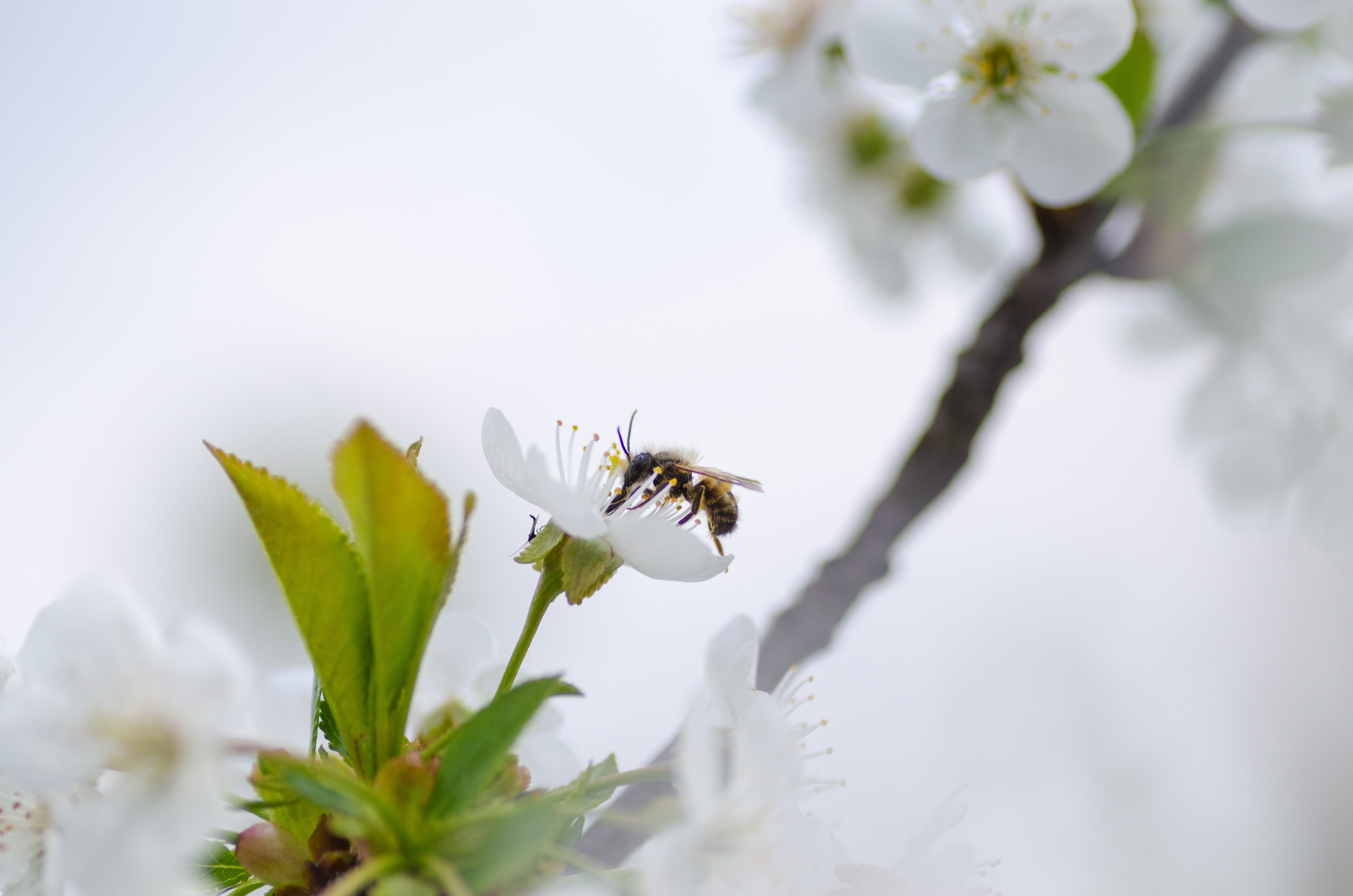 wax honey, close, wing, animal, flowering plant, black, freshness, background, selective, selective focus, animals in the wild, plant, season, white color, HD Wallpaper