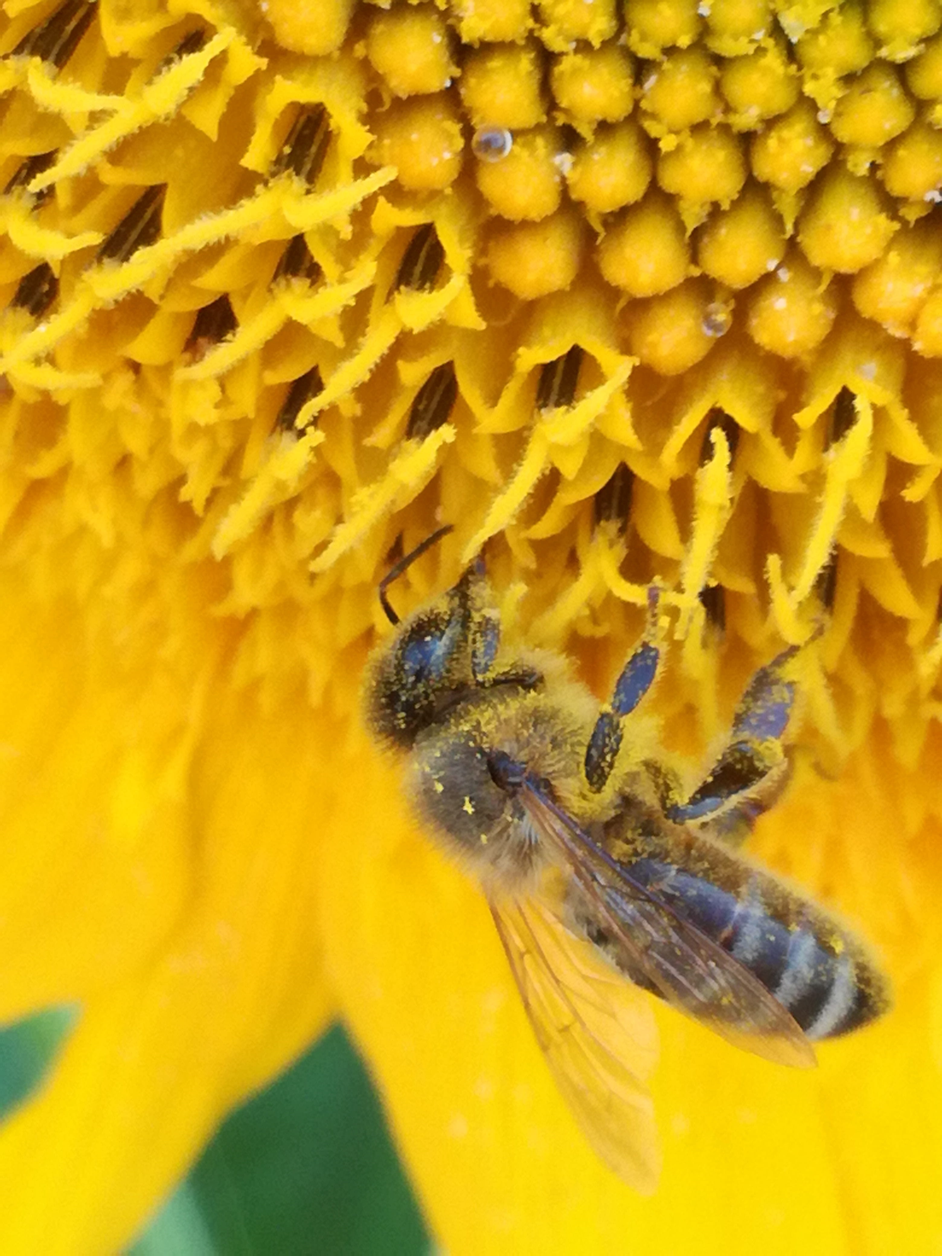 sunflower, insect, 4K, animal wildlife, beehive, flowering plant, yellow, floral, pollen, no people, pollination, bio, fragility, flower head, Nature, Phone HD Wallpaper