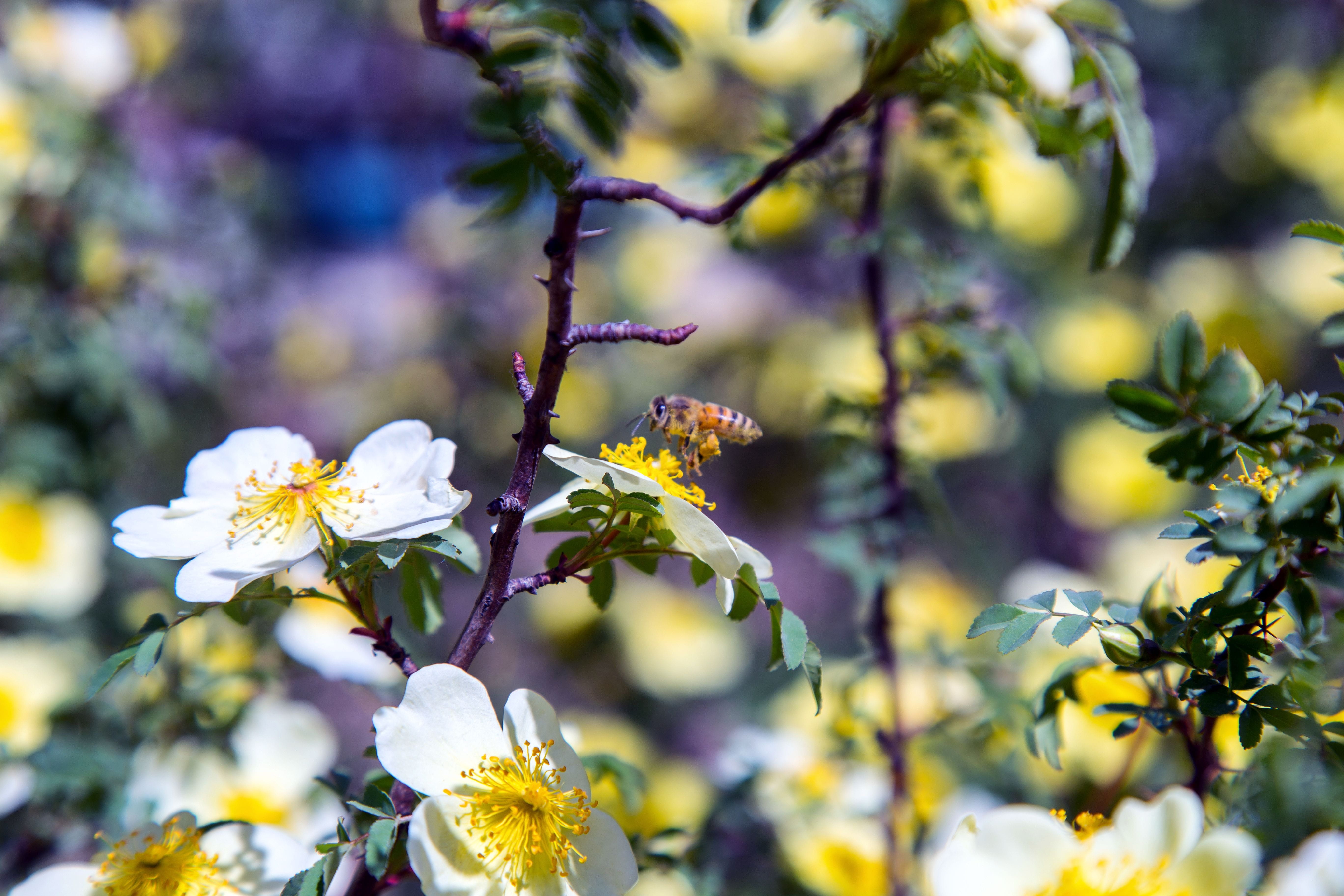 blooming, bee, bug, plant, green, tree, 5K, beekeeping, pollinator, pollinate, wildlife, yellow, fragility, outdoors, animal, beauty in nature, honey, HD Wallpaper