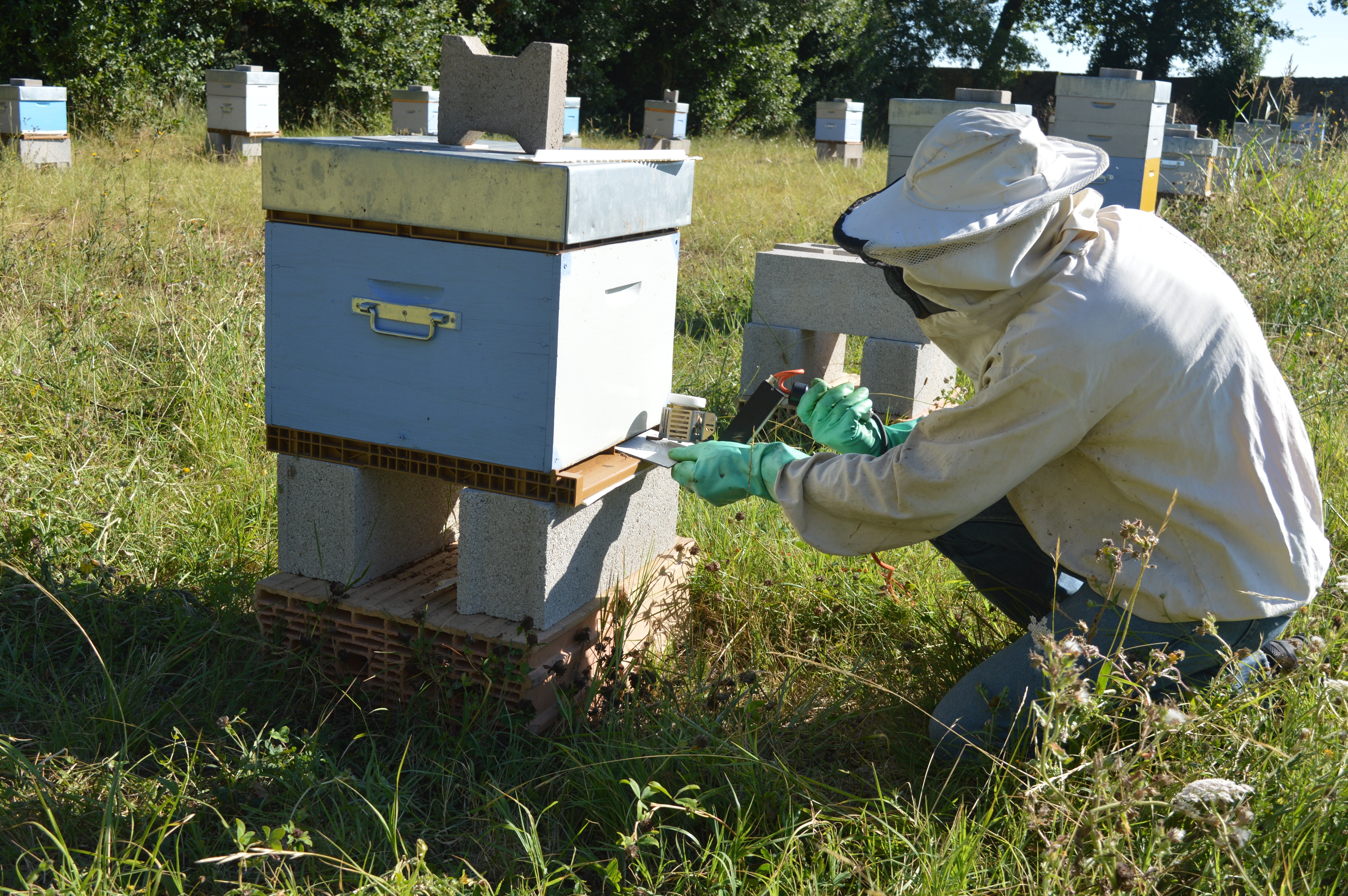honey Bee, real people, grass, one person, insect, land, honeycomb, rural Scene, varroa, working, farm, plant, beehive, apiculture, field, protection, animal wildlife, HD Wallpaper