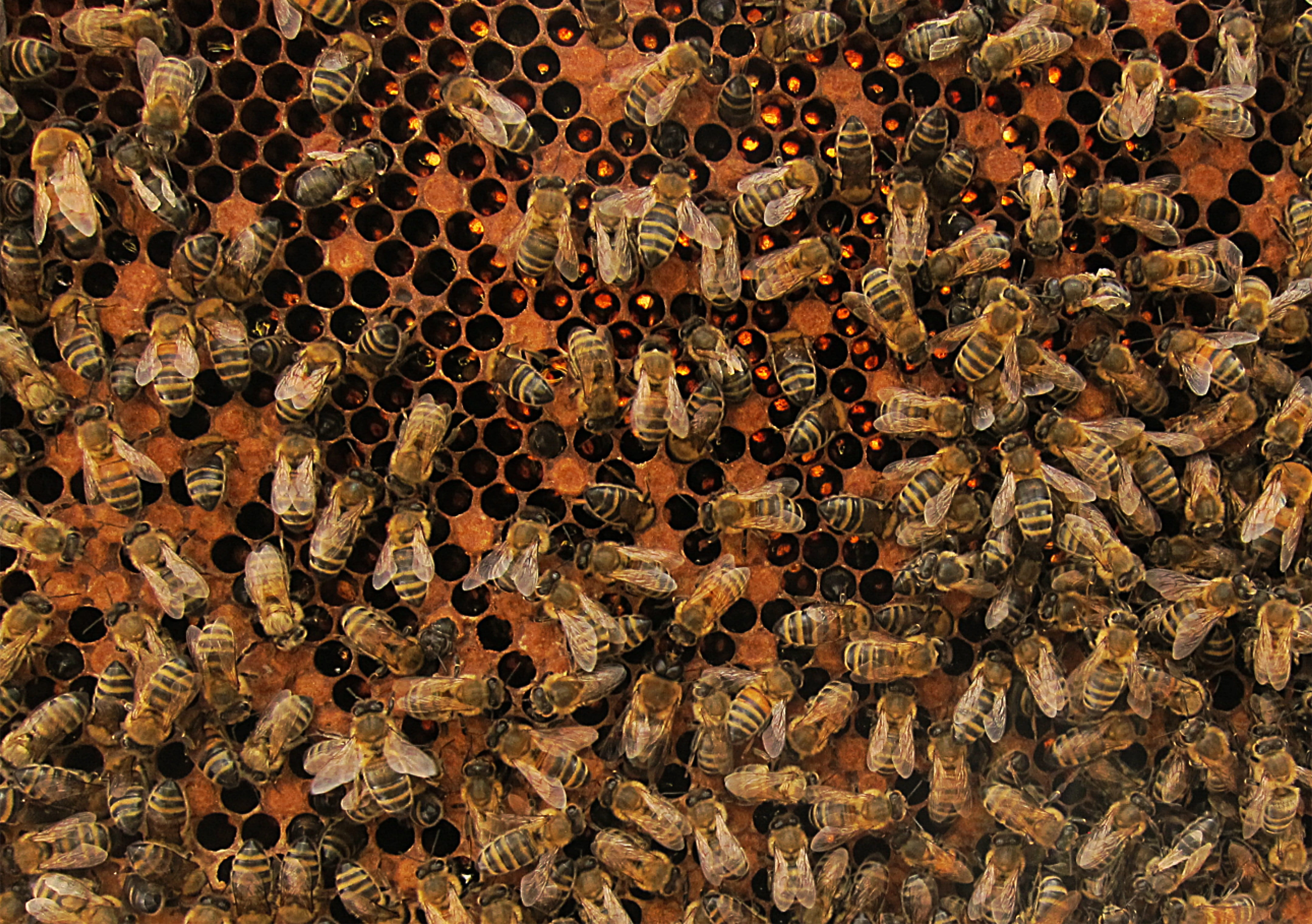 insect, hive, worker, nature, agriculture, honey, abundance, busy, animals in the wild, large group of objects, backgrounds, design, outdoors, brown, day, HD Wallpaper