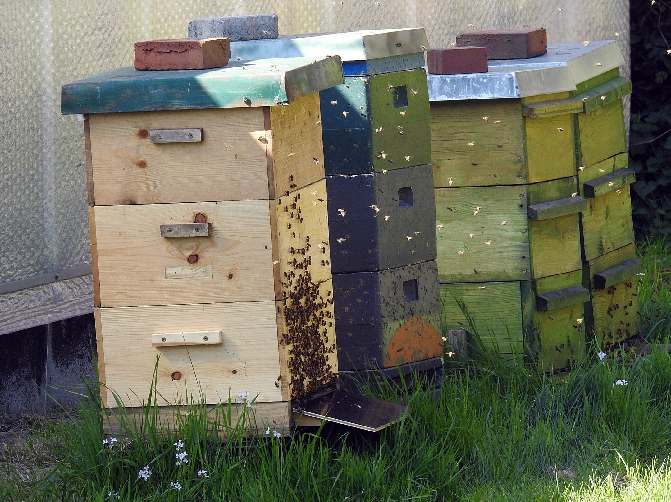 Bee Keeping, bee, architecture, pollen, box - container, honey, field, 1080P, nature, close-up, no people, container, honey Bee, cabinet, beekeeping, box, HD Wallpaper