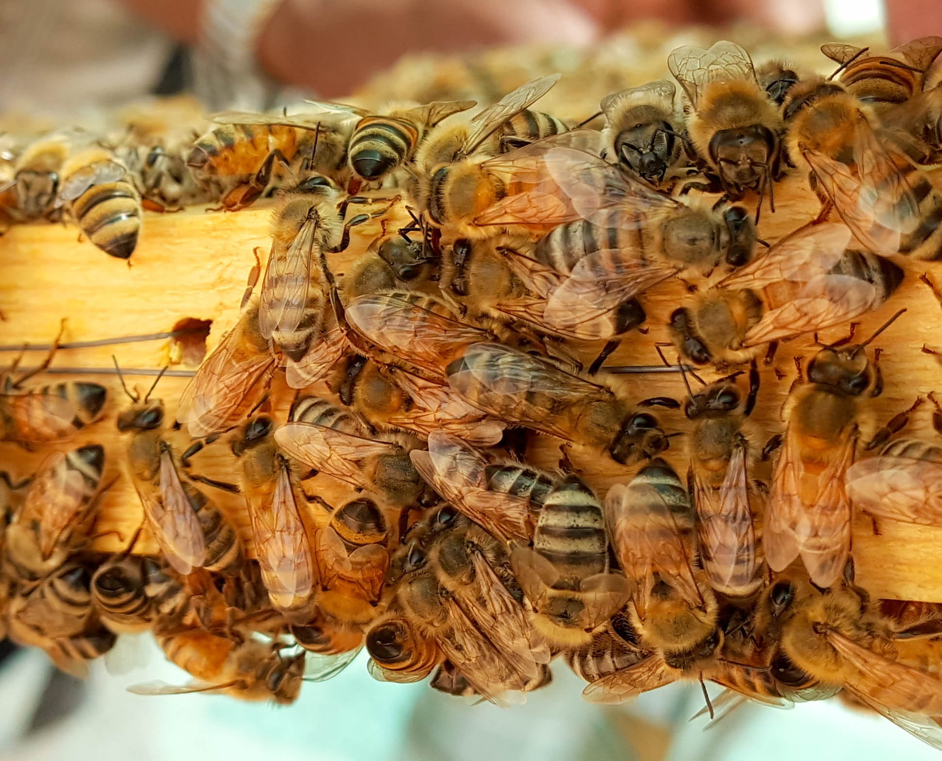 wilted plant, honey bee, close-up, animal, no people, arabia, beauty in nature, focus on foreground, animal themes, honey, beehive, saudi, insect, group of animals, HD Wallpaper