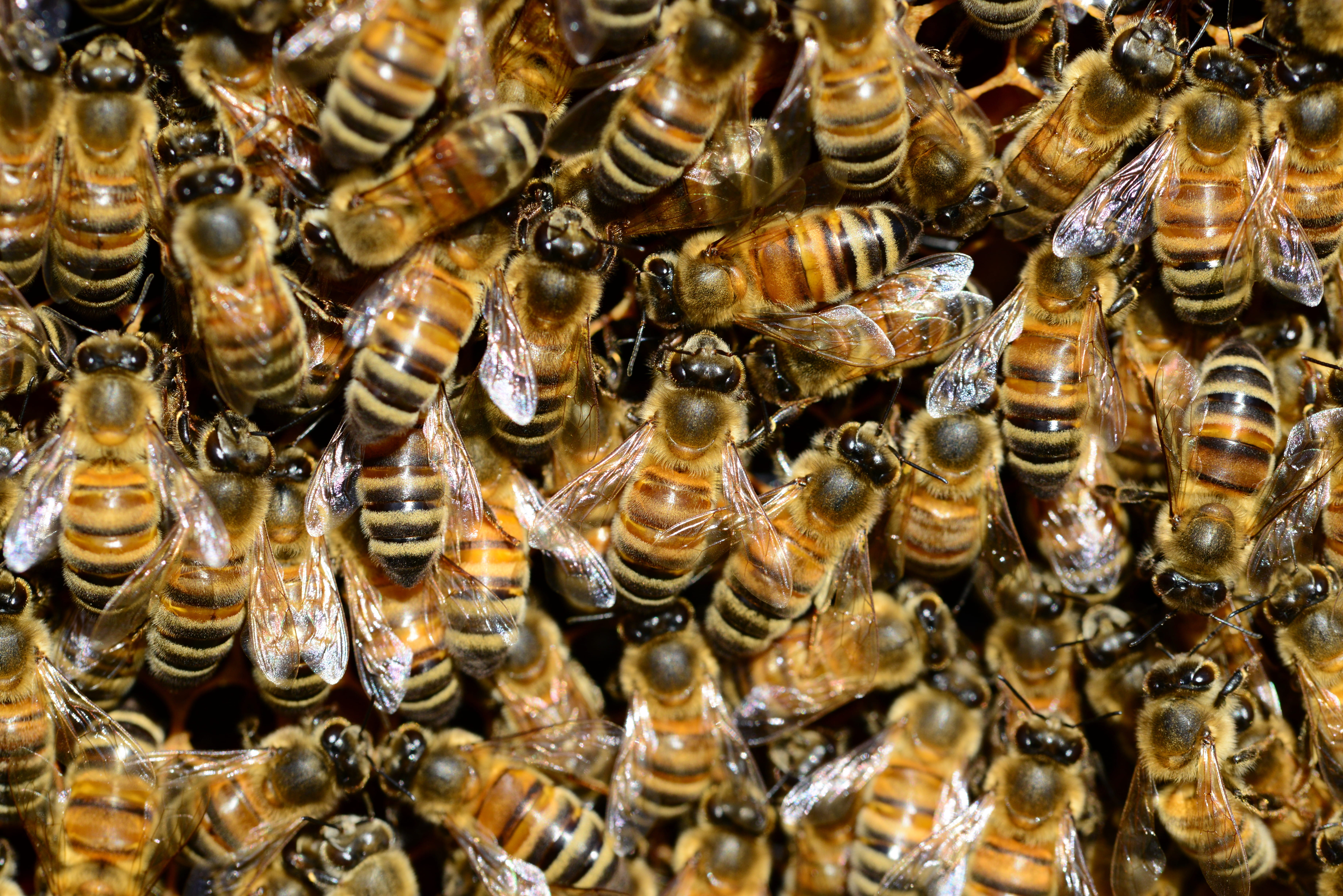 hive, beehive, zoology, 5K, water, honey, macro, brood, beauty in nature, golden, invertebrate, animal, colony, animal themes, honeybees, buckfast, honey bee, HD Wallpaper