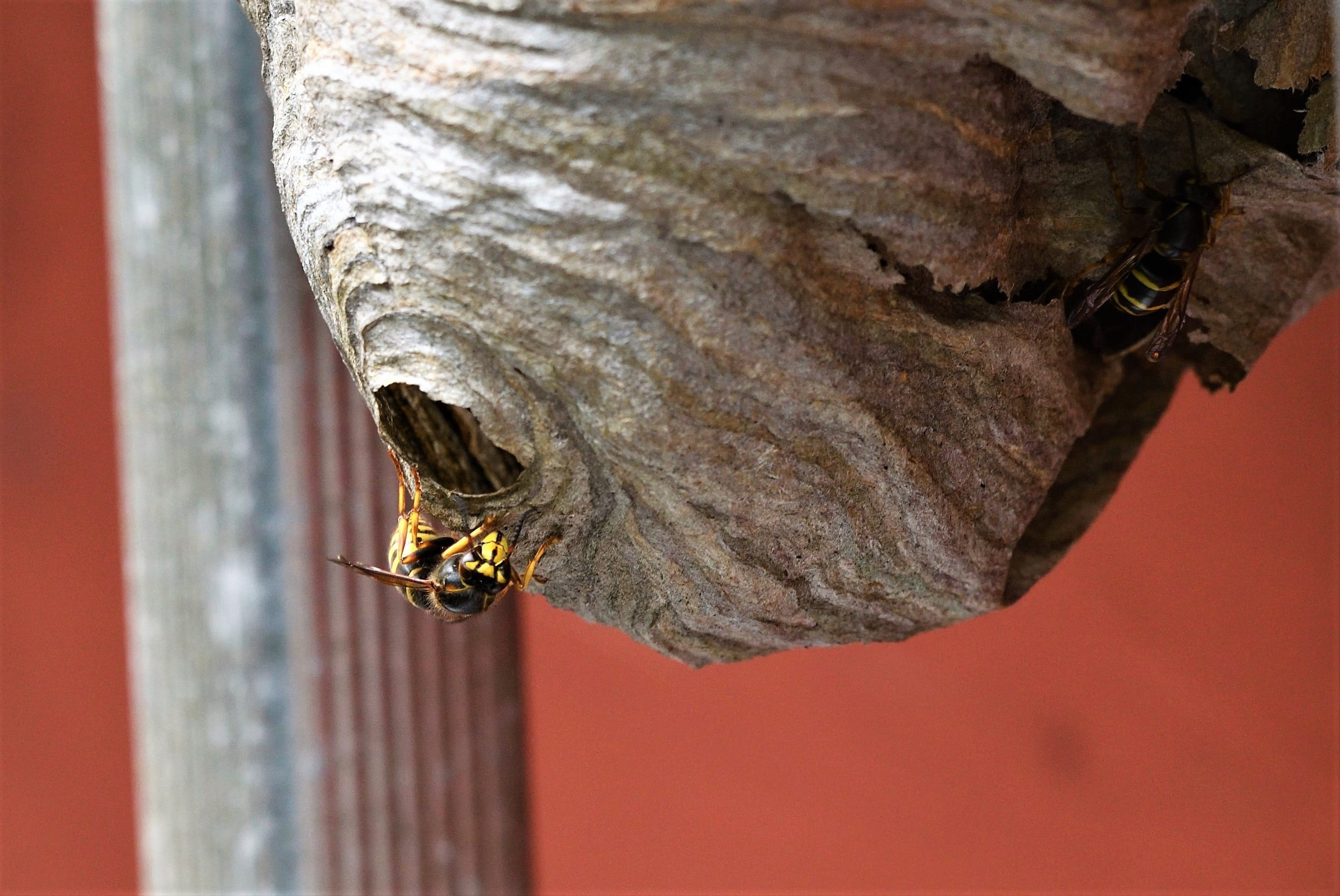 invertebrate, close-up, insect, wasp, effort, defend, dolichovespula media, allergy, animals in the wild, animal wing, garden, hunter, dangerous, engraving, HD Wallpaper