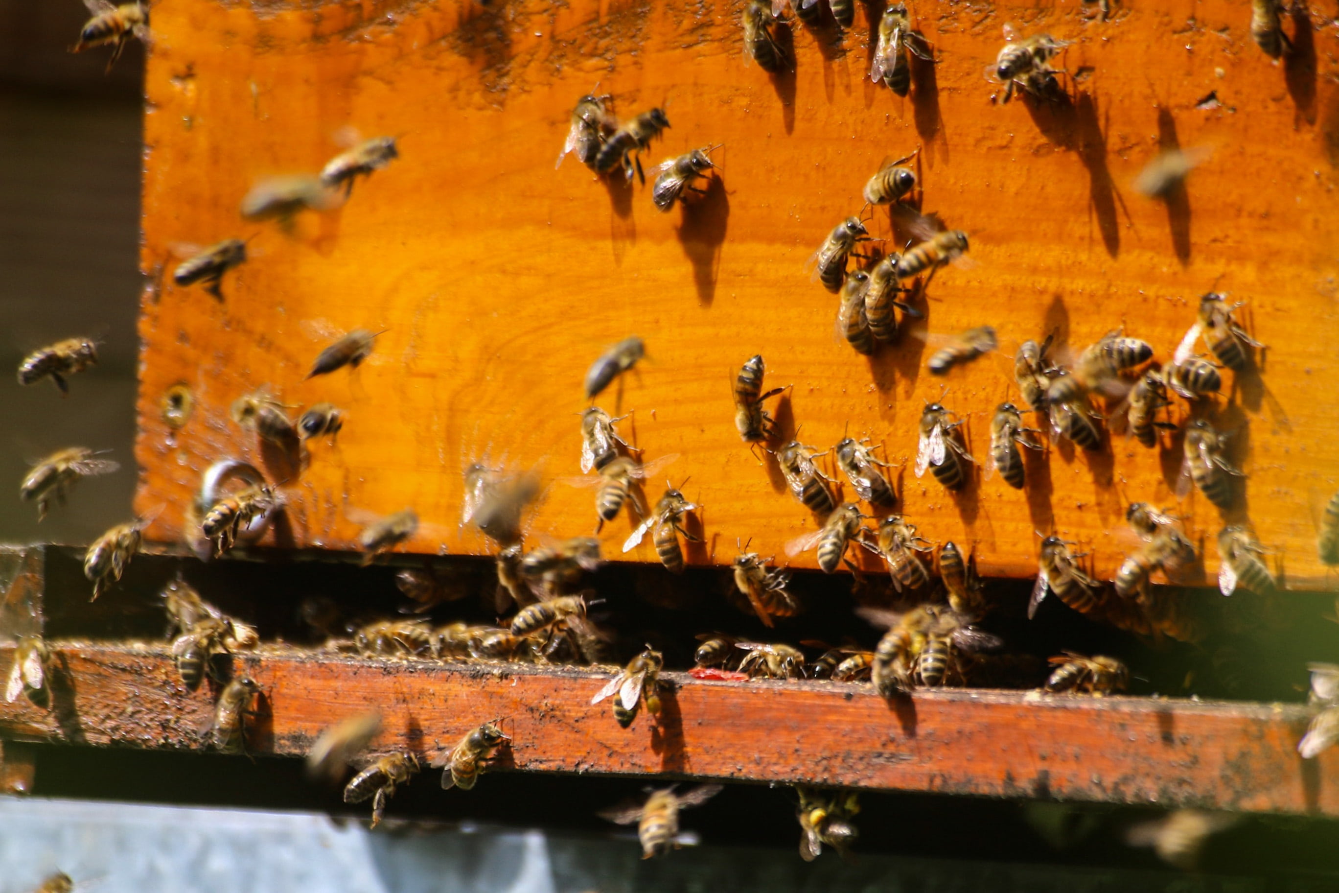 zoology, animal themes, animal wildlife, beauty in nature, nature, foragers, wood - material, animals in the wild, essain, pollinator, beekeeping, colony, HD Wallpaper