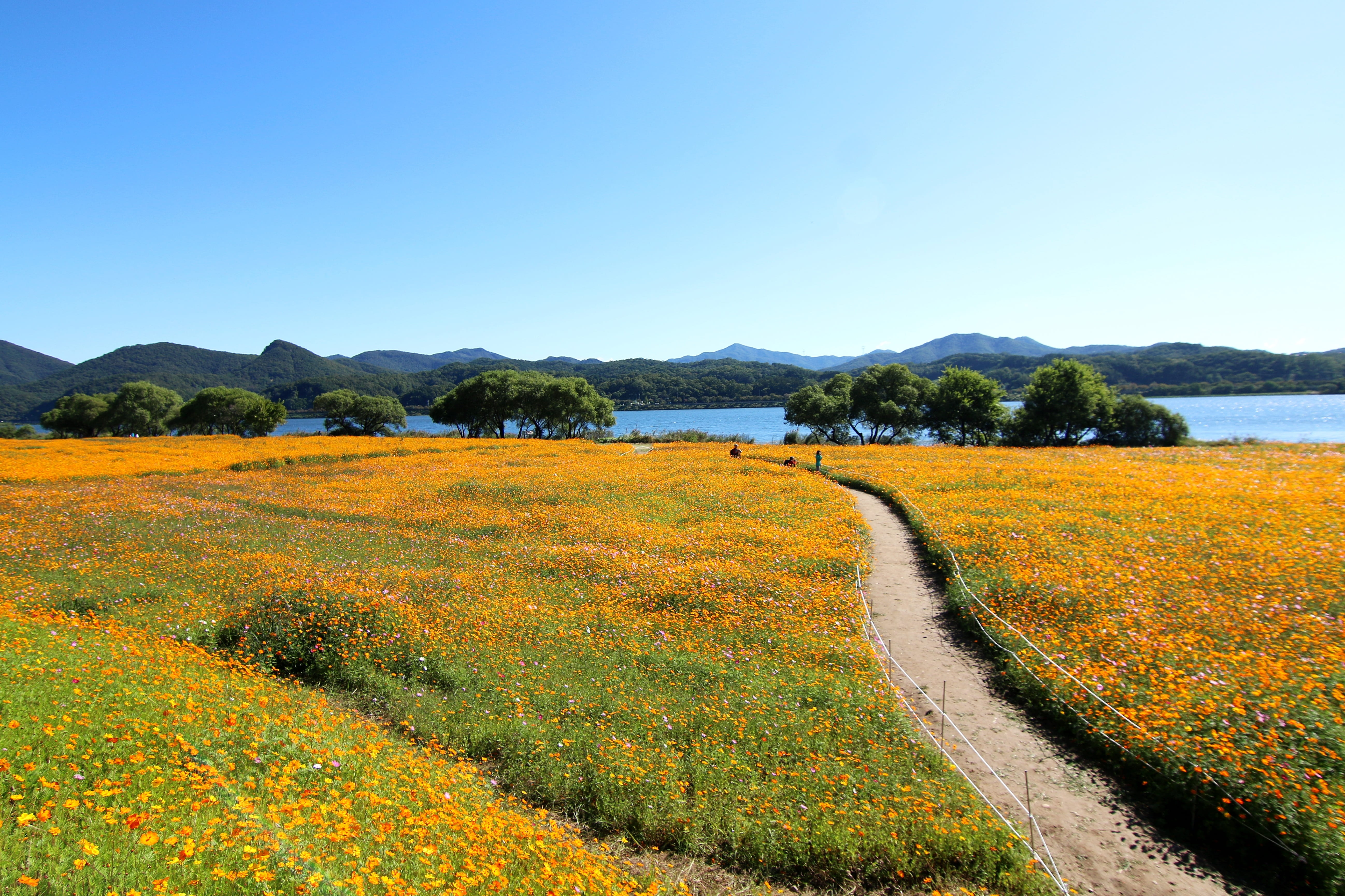 plantation, rural scene, nature, cosmos, namyangju, han river, flowerbed, land, picnic, flower, gil, field, no people, green, flowers, scenics - nature, HD Wallpaper