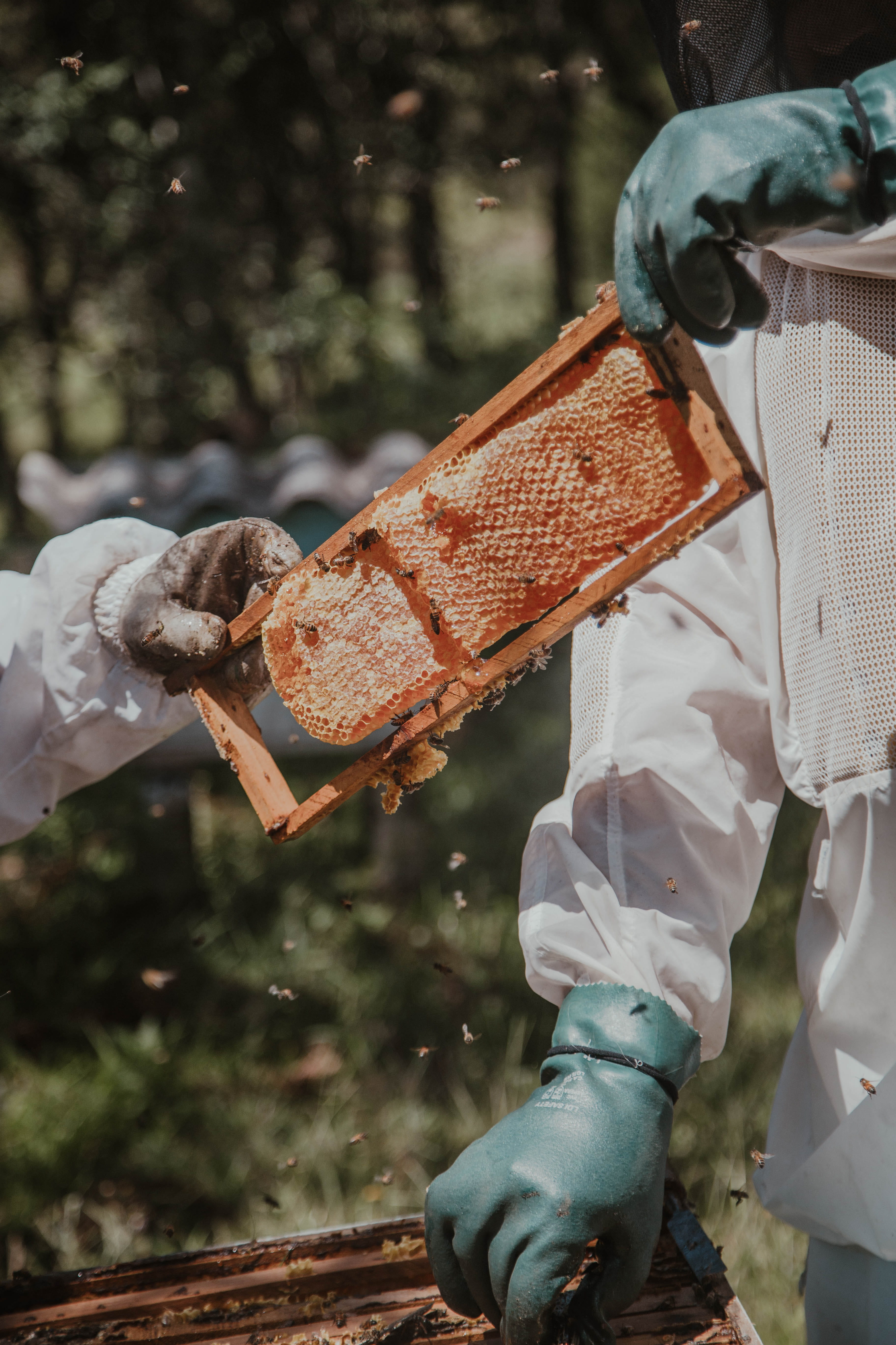 worker, 5K, lifestyles, travel, protective workwear, human body part, body part, occupation, person, bee hive, wear, focus on foreground, fresh, flying, Phone HD Wallpaper