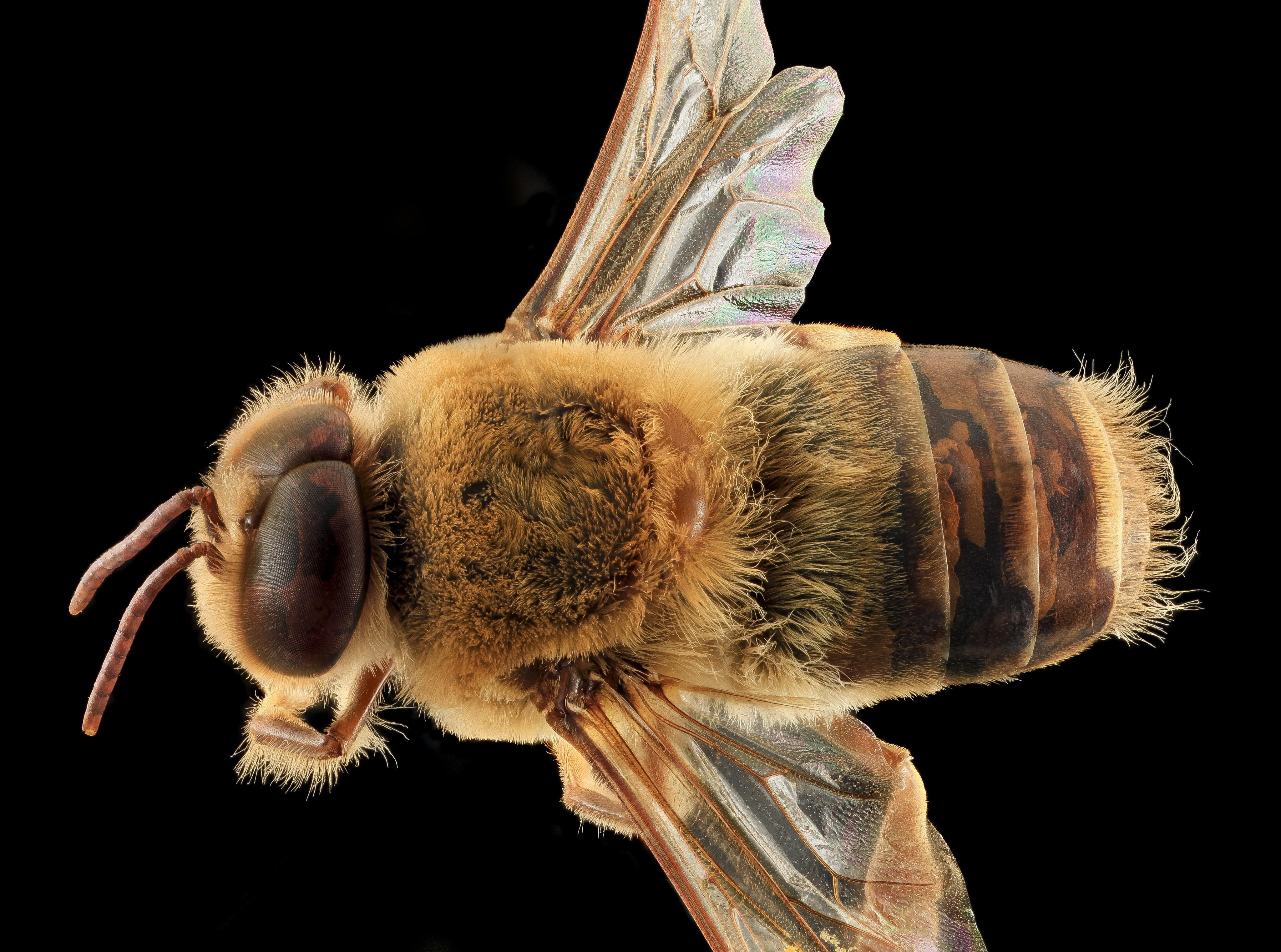 apinae, Insect, aculeata, close-up, pollinators, Queen, anthophila, black background, hive, beauty in nature, apis, macro, arthropod, animal wildlife, pollinator, HD Wallpaper