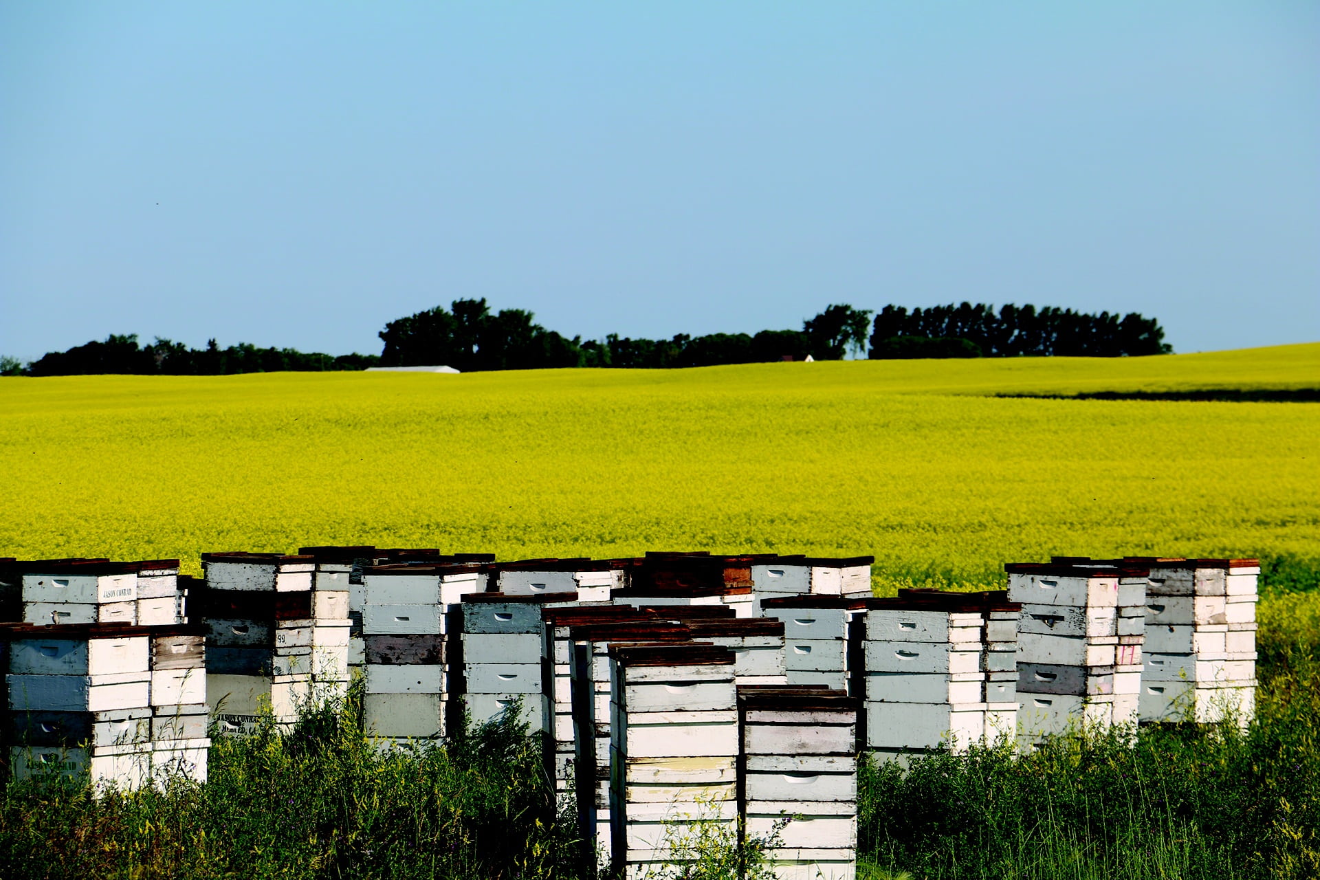 farm, tree, nature, rural scene, land, 1080P, plant, hives, yellow, environment, beauty in nature, bees, tranquil scene, landscape, summer, agricultural, HD Wallpaper