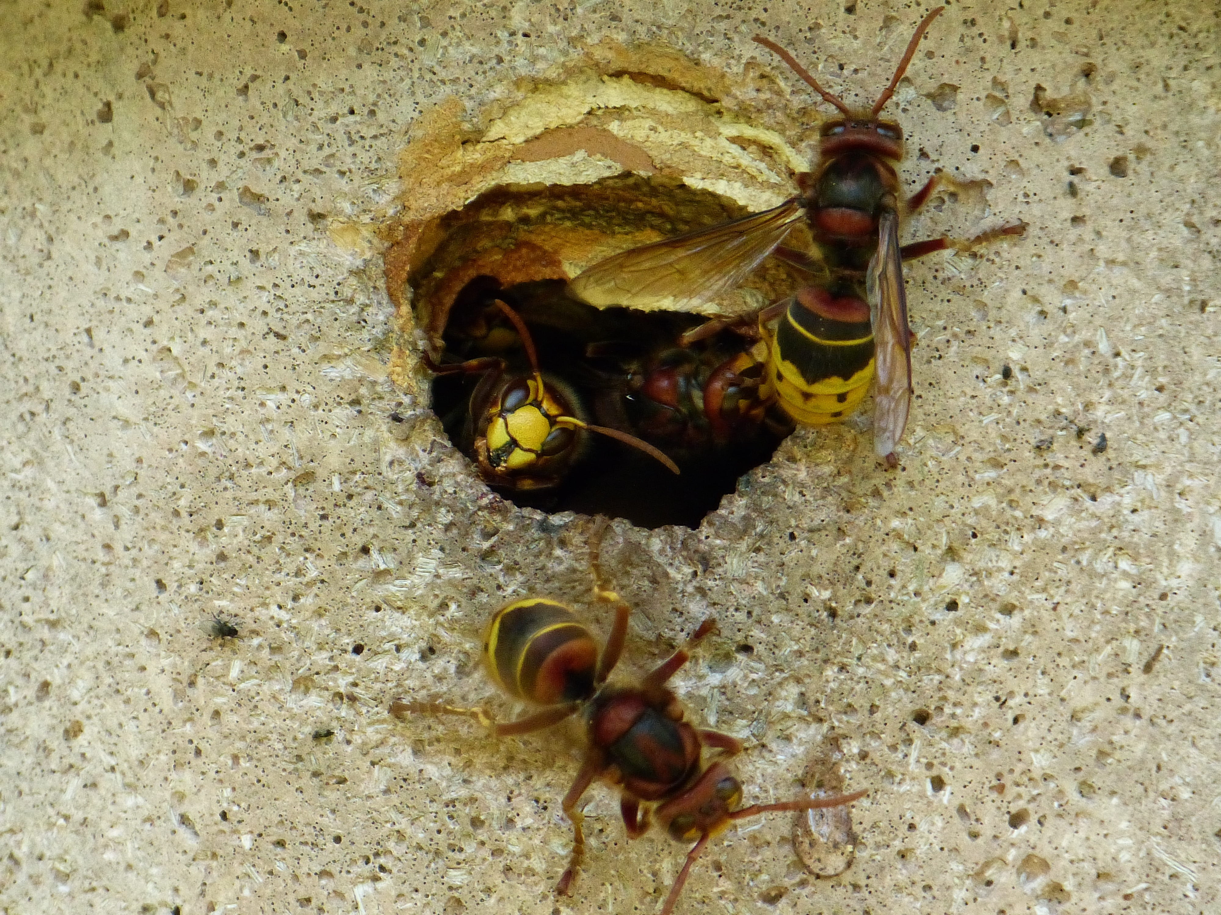 vespa crabro, bee, wasp, entry hole, animal family, sting, animal themes, hornissennest, insect, day, 4K, marine, outdoors, rock, solid, vespidae, animals in the wild, HD Wallpaper