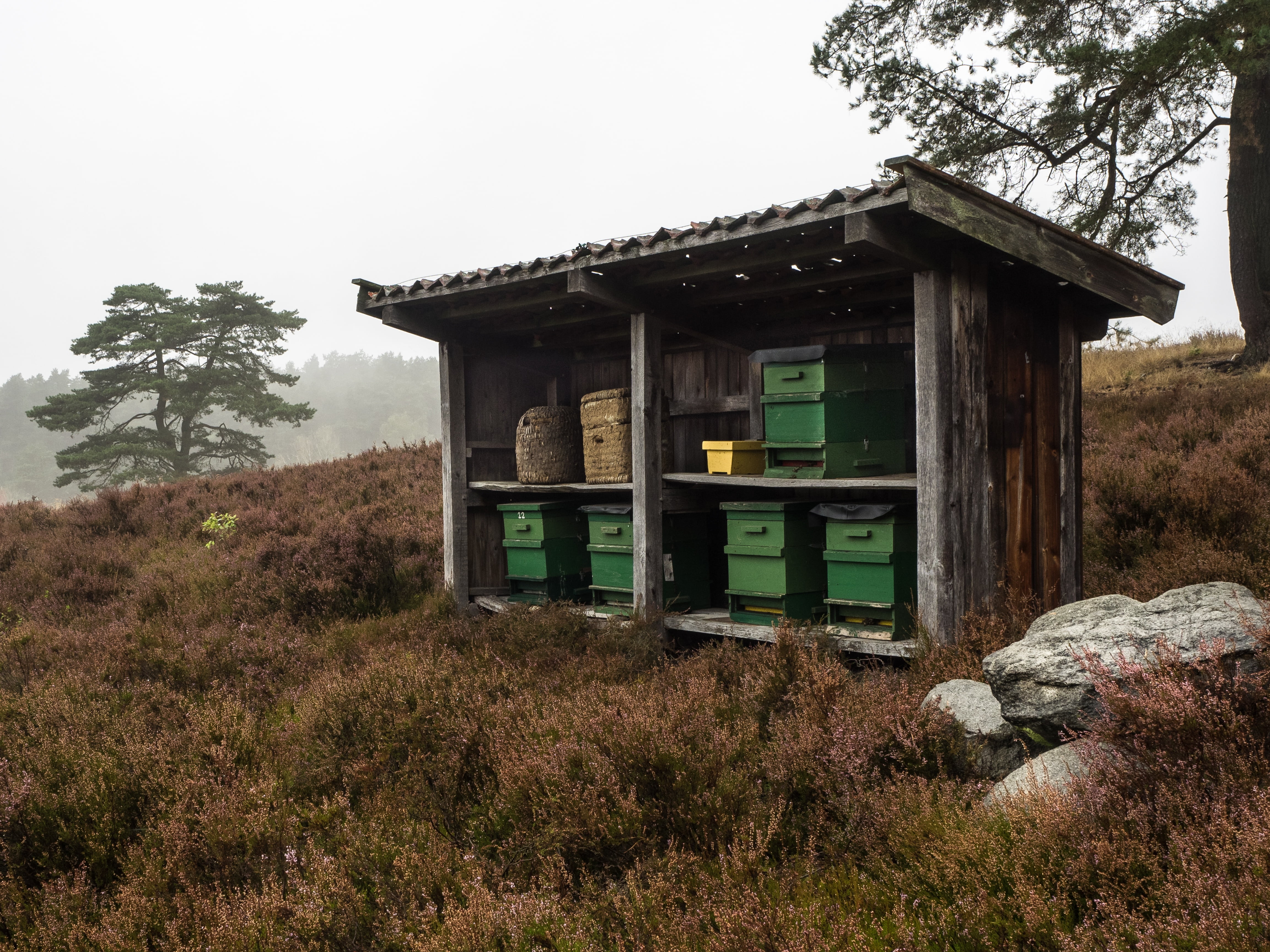 building exterior, grass, cabin, house, nature, hive, 4K, no people, wood - material, bees, plant, built structure, land, field, solid, beehive, growth, HD Wallpaper