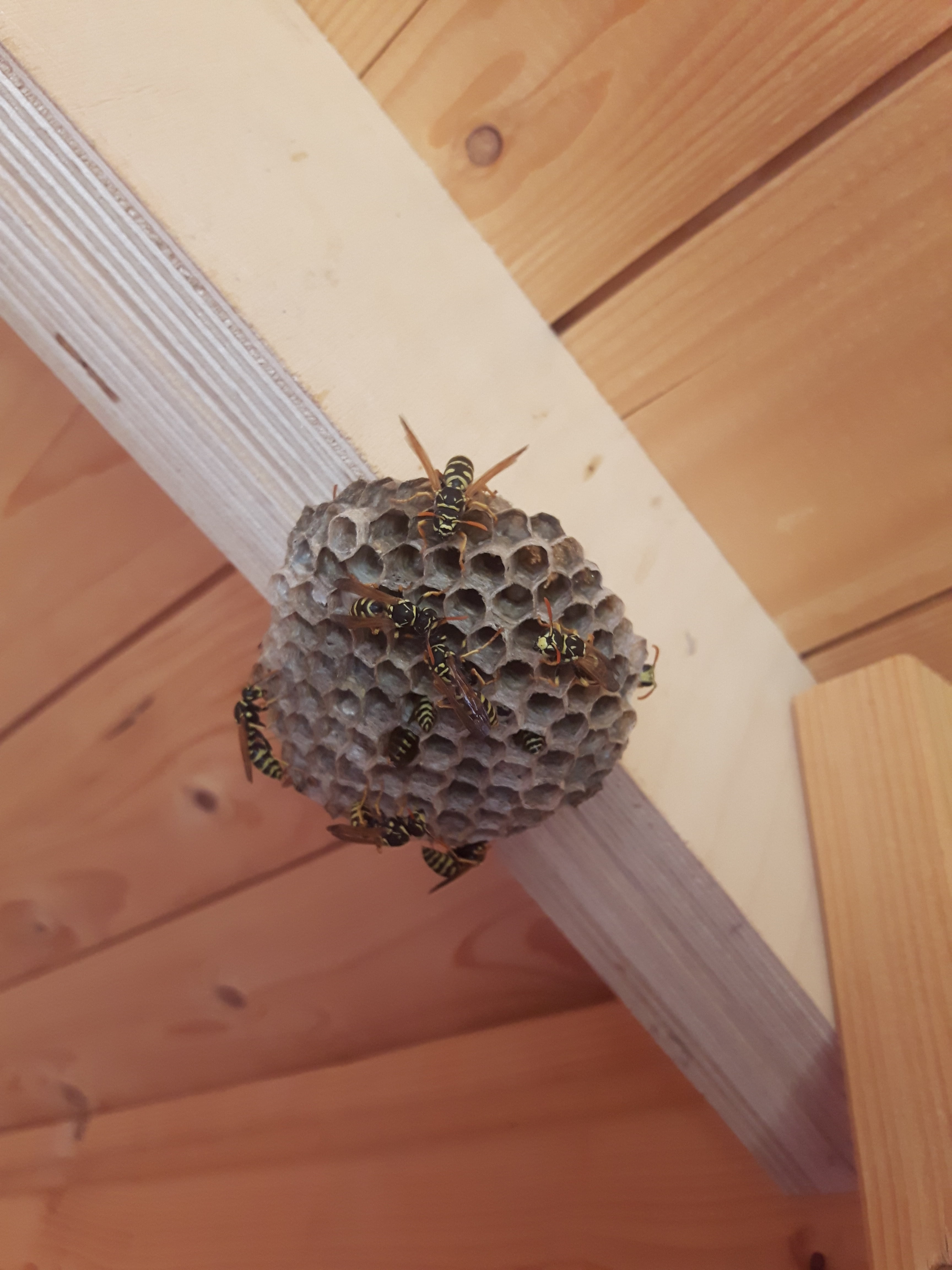 beauty in nature, animal, garden, no people, ceiling, animals in the wild, bee, close-up, hexagon, insect, honeycomb, one animal, garden shed, beeswax, Phone HD Wallpaper