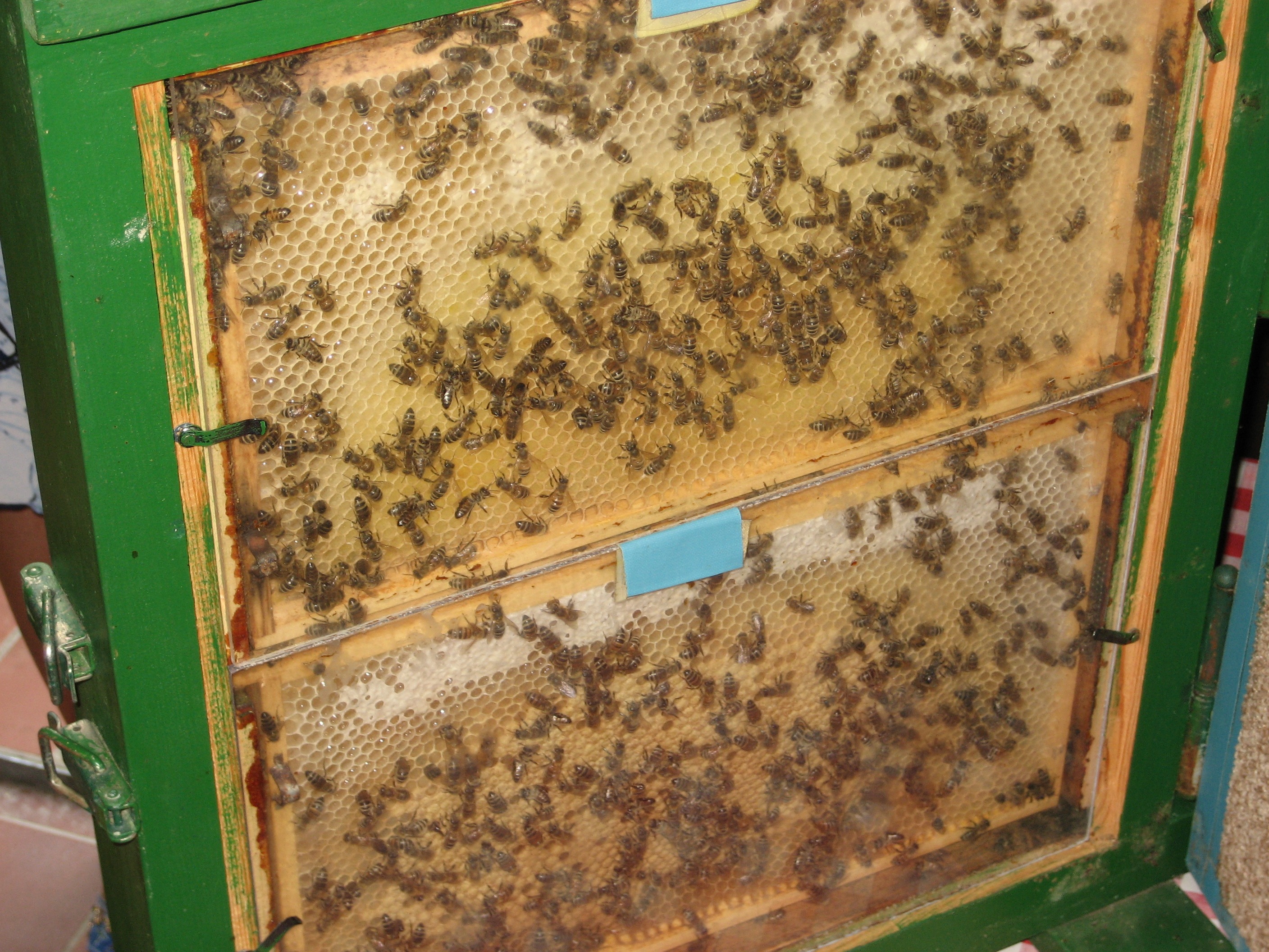 mode of transportation, beehive, bee, plant, outdoors, water, high angle view, nature, animal themes, aerial view, tree, combs, bees, green color, built structure, HD Wallpaper