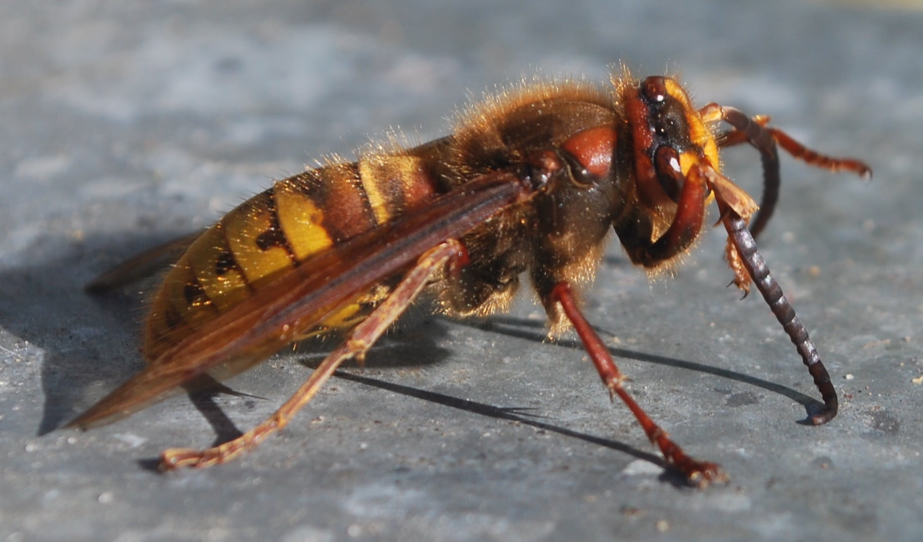 macro, no people, sting, invertebrate, arthropod, full length, animals in the wild, zoology, bloom, outdoors, extreme close-up, animal, hummel, fly, pollen, HD Wallpaper