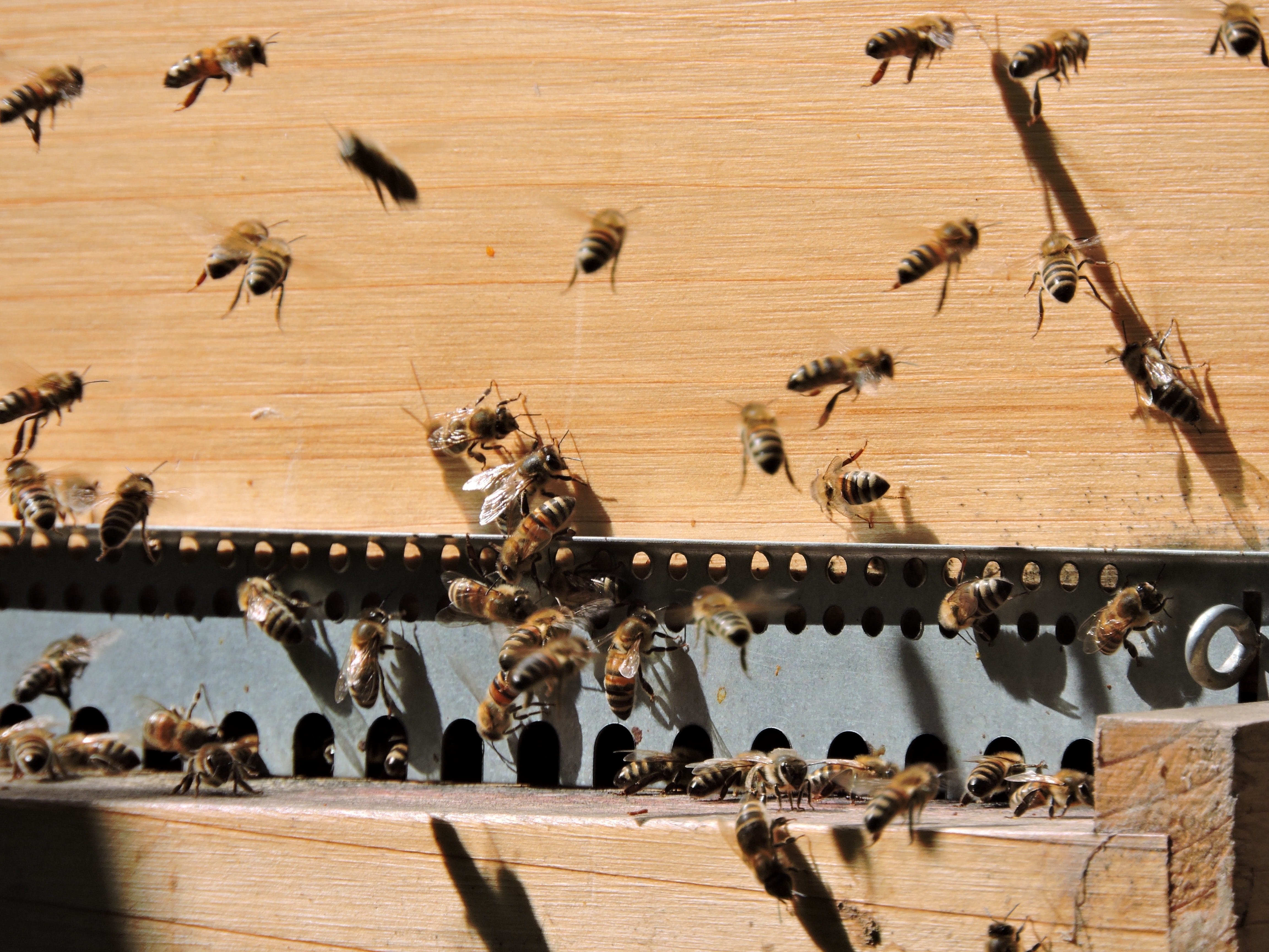 animal, animal themes, mammal, sunlight, large group of objects, Bee Hive, vertebrate, land, no people, Honey, high angle view, full length, shadow, flock of birds, HD Wallpaper