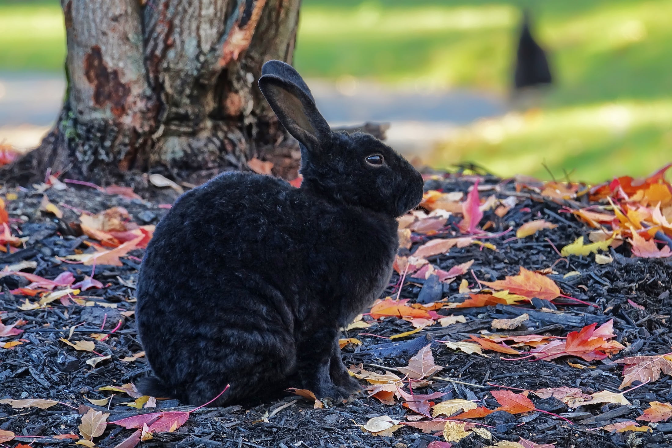 sitting, looking, grass, field, pets, shallow, domestic, focus, close up, day, wildlife, rabbit, no people, nature, leaves, animal themes, vertebrate, one animal, HD Wallpaper