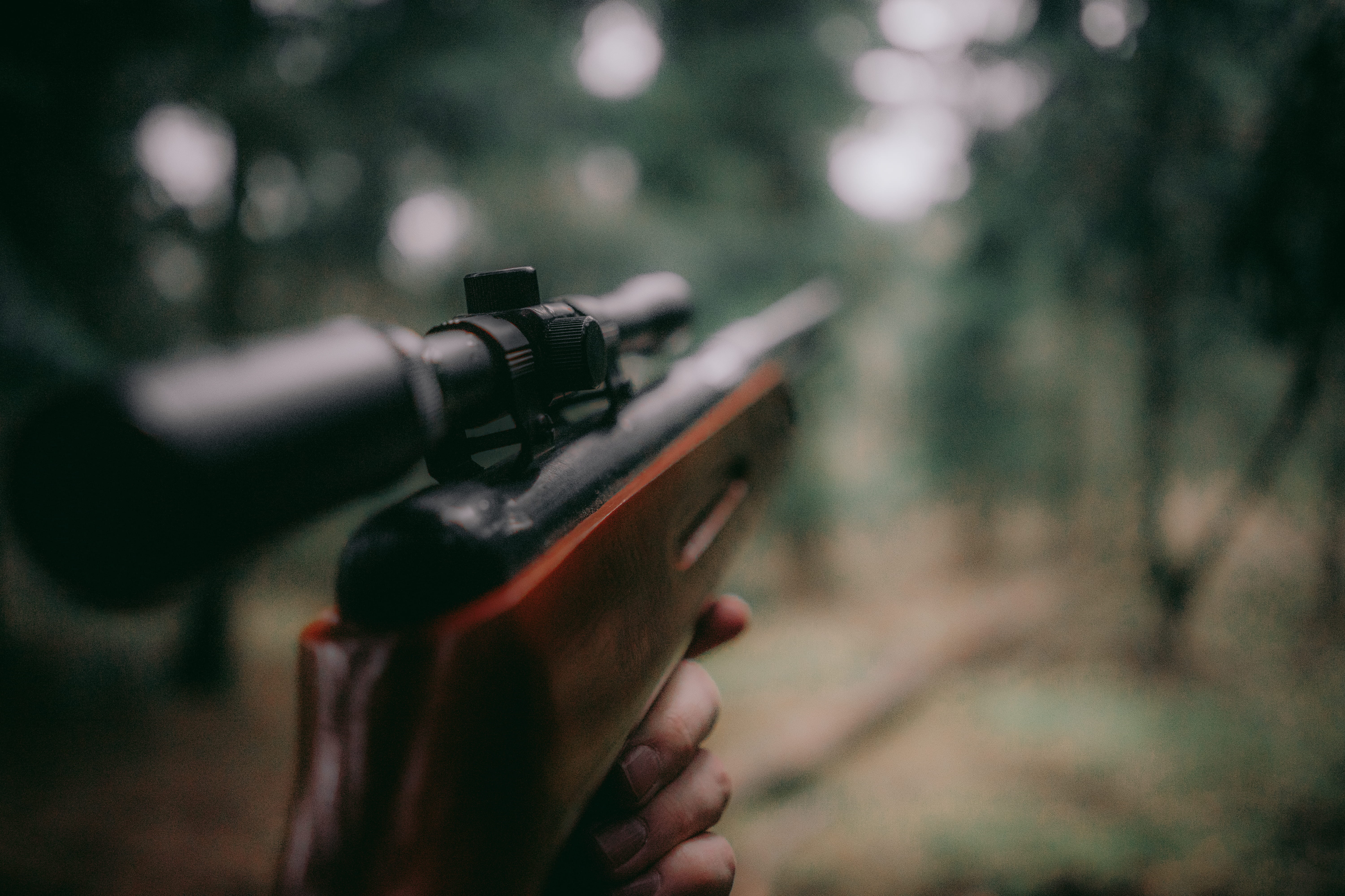 sign, poland, explore, nature, adventure, selective, social issues, forest, focus, violence, wildlife, photography, wander, perspective, tree, cold, handgun, HD Wallpaper