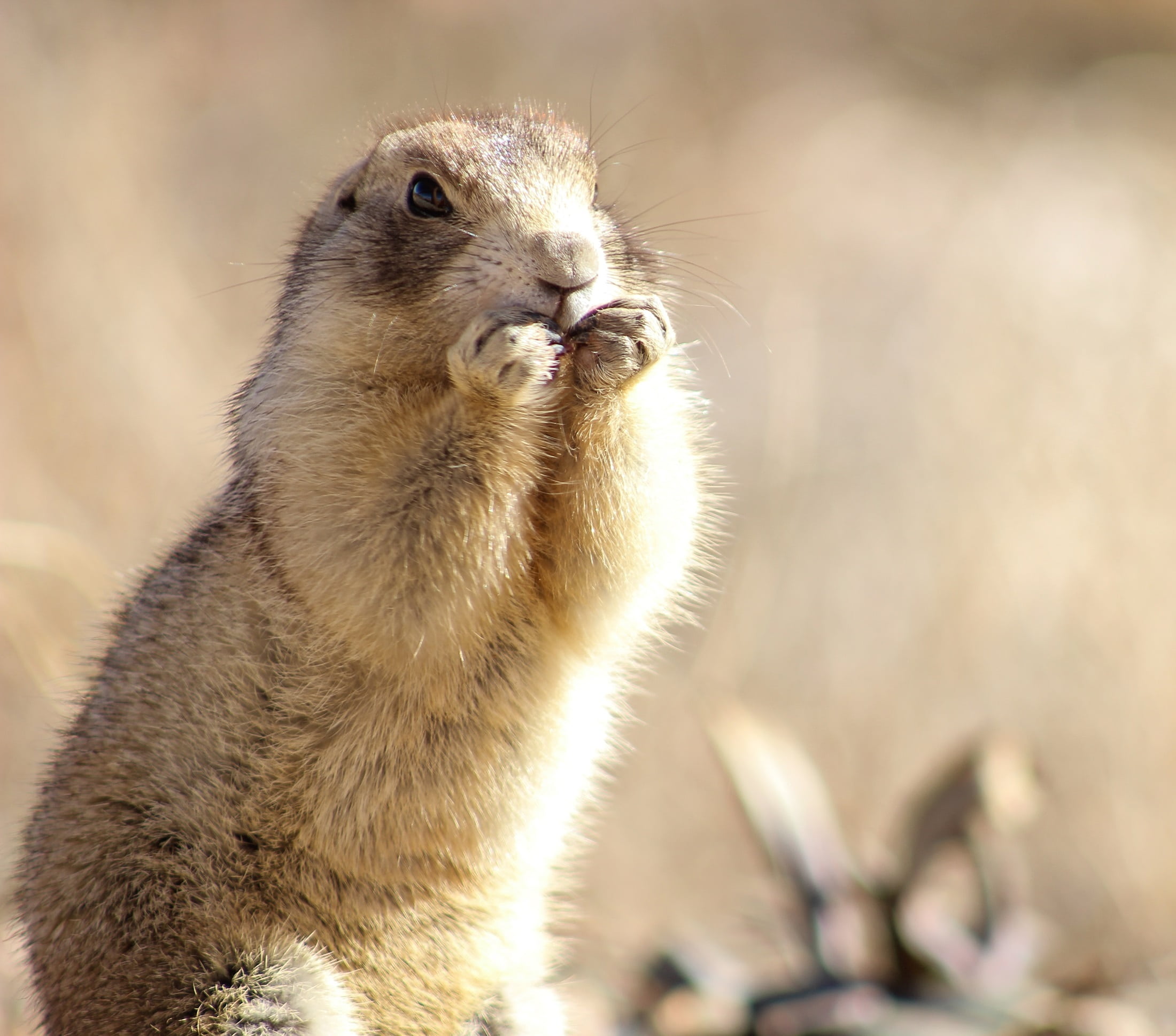 animal themes, 1080P, nature, animal, one animal, animal wildlife, wildlife, bird, whisker, wild, day, prairie dog, sunlight, outdoors, looking, sitting, HD Wallpaper