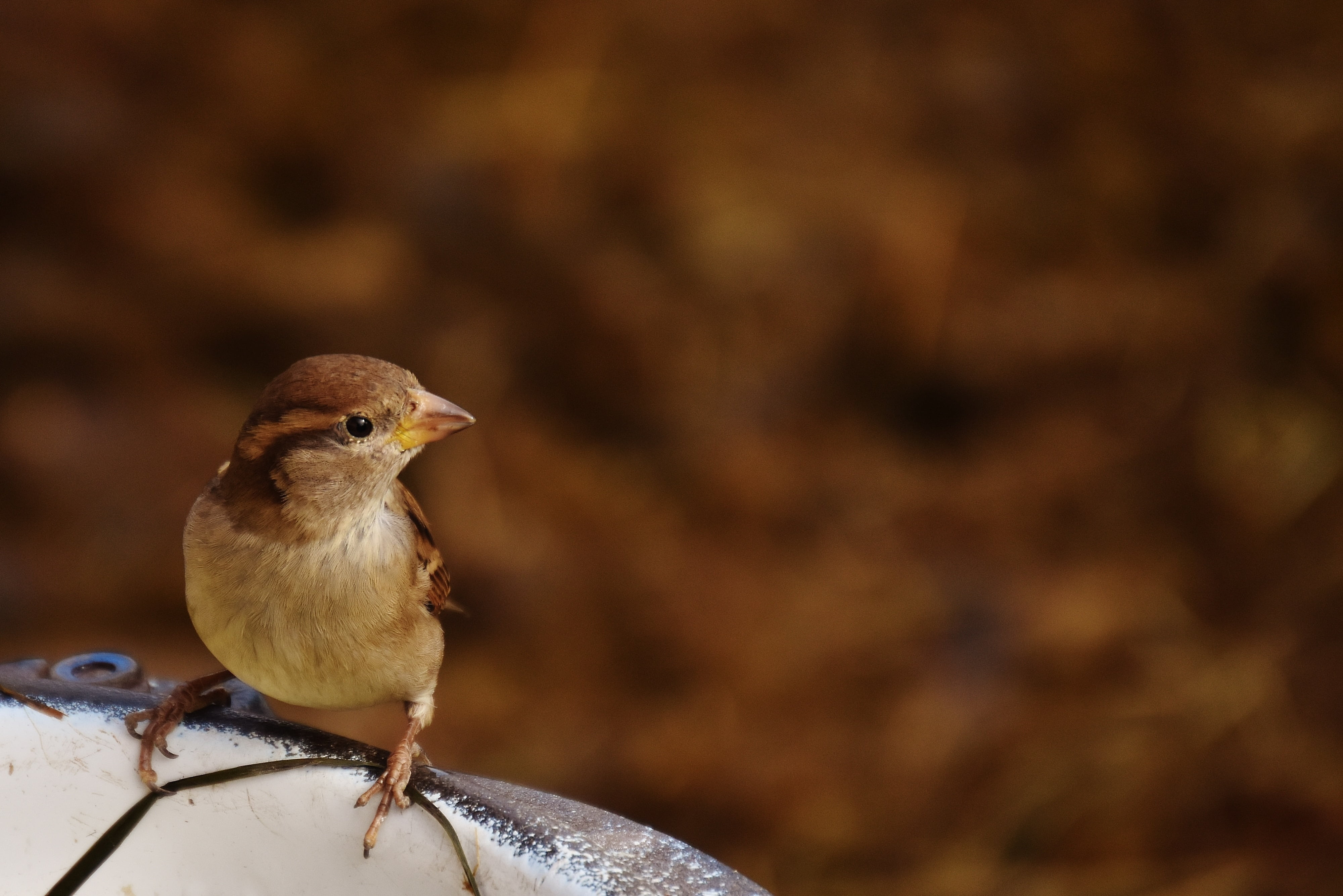 perching, day, birdie, drink, side view, cute, animal themes, sparrow, copy space, focus on foreground, close-up, wing, shallow, small, animals in the wild, HD Wallpaper