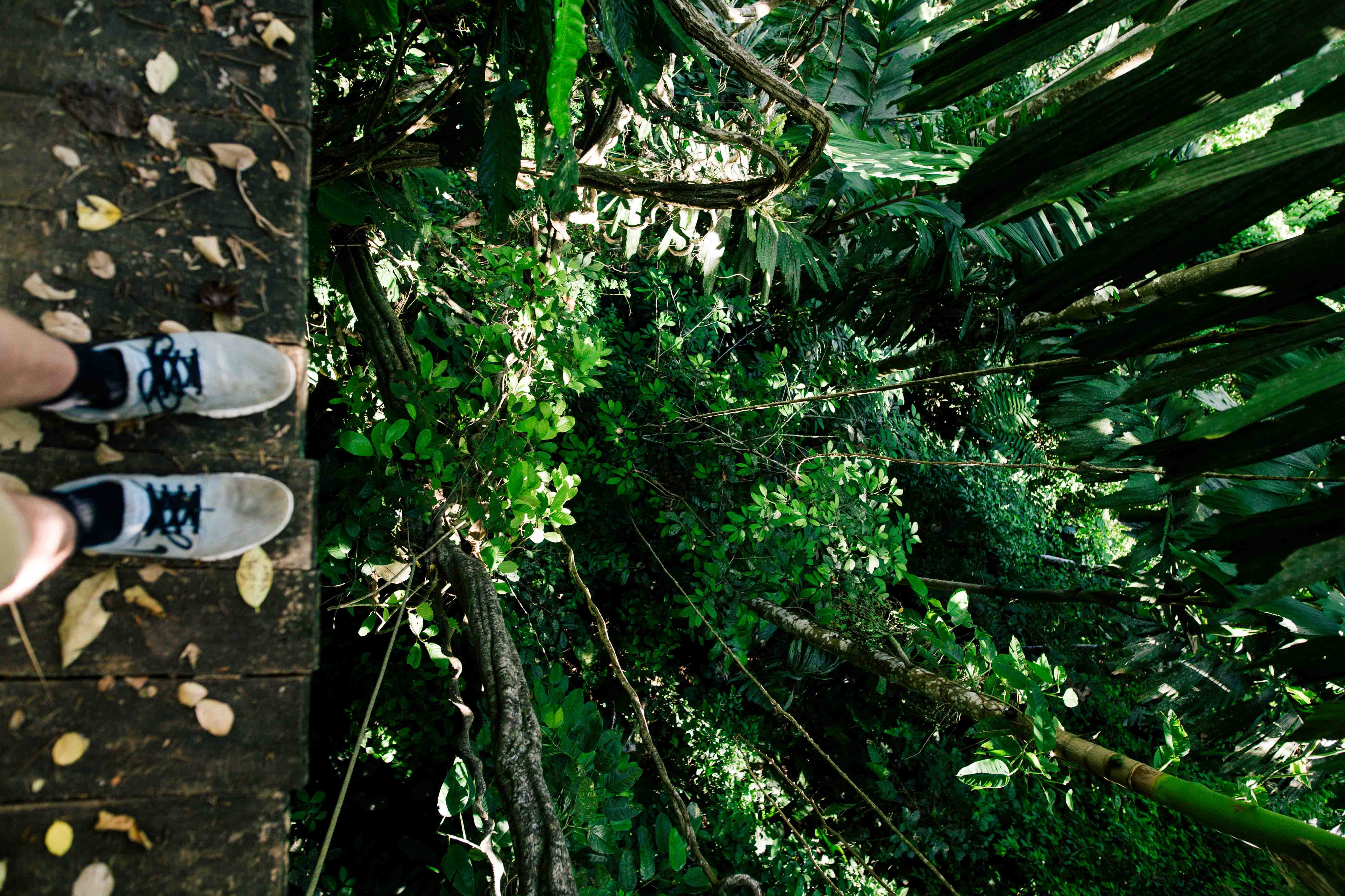 rainforest, jungle, edge, human Hand, males, perry grone, day, men, cliffhanger, adult, young Adult, safety, people, women, leaf, rope, outdoors, person, HD Wallpaper