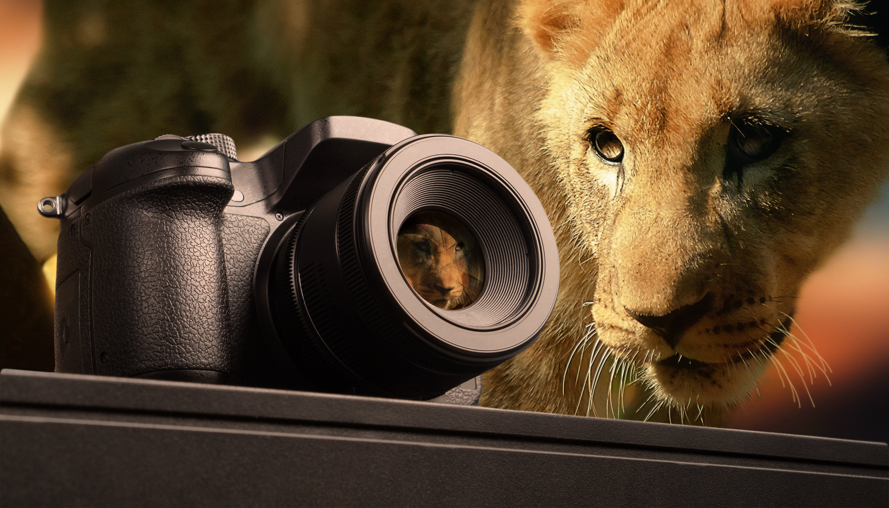 out of focus, technology, image, background, lion, animal themes, device, vertebrate, fur, pets, close-up, selective, photography themes, professional, HD Wallpaper