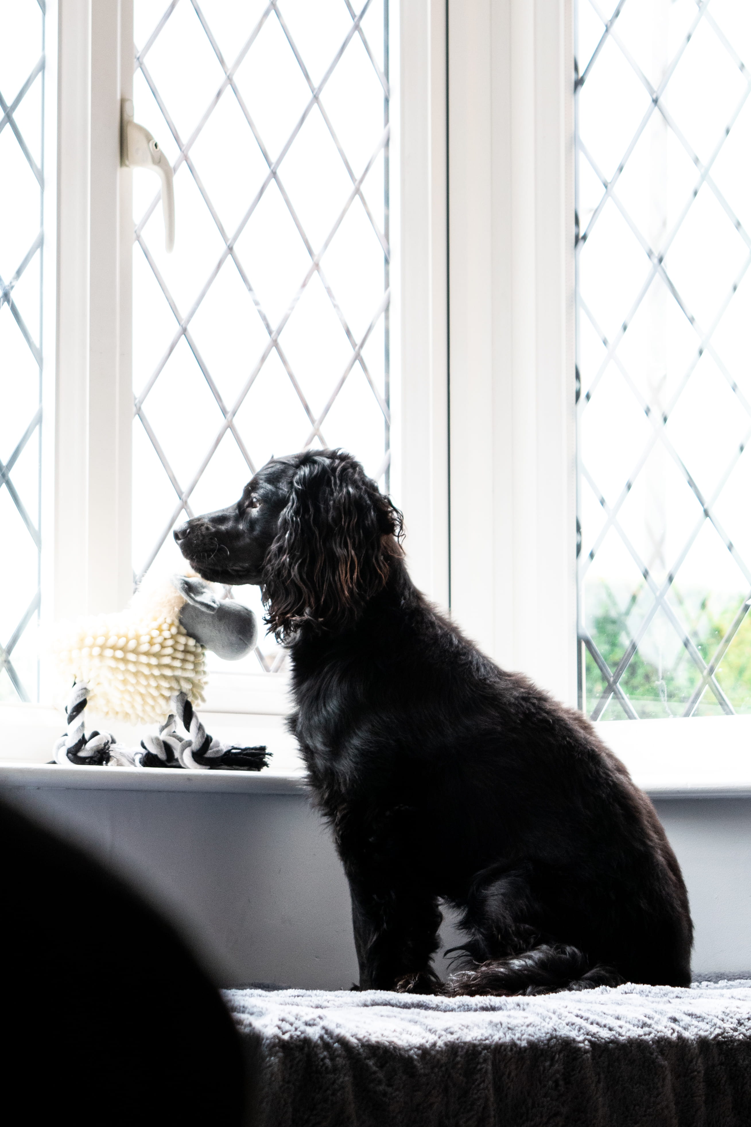 outside, spaniel, no People, purebred Dog, portrait, white, friendship, indoors, cute, one Animal, good boy, domestic Life, retriever, looking, waiting, Phone HD Wallpaper