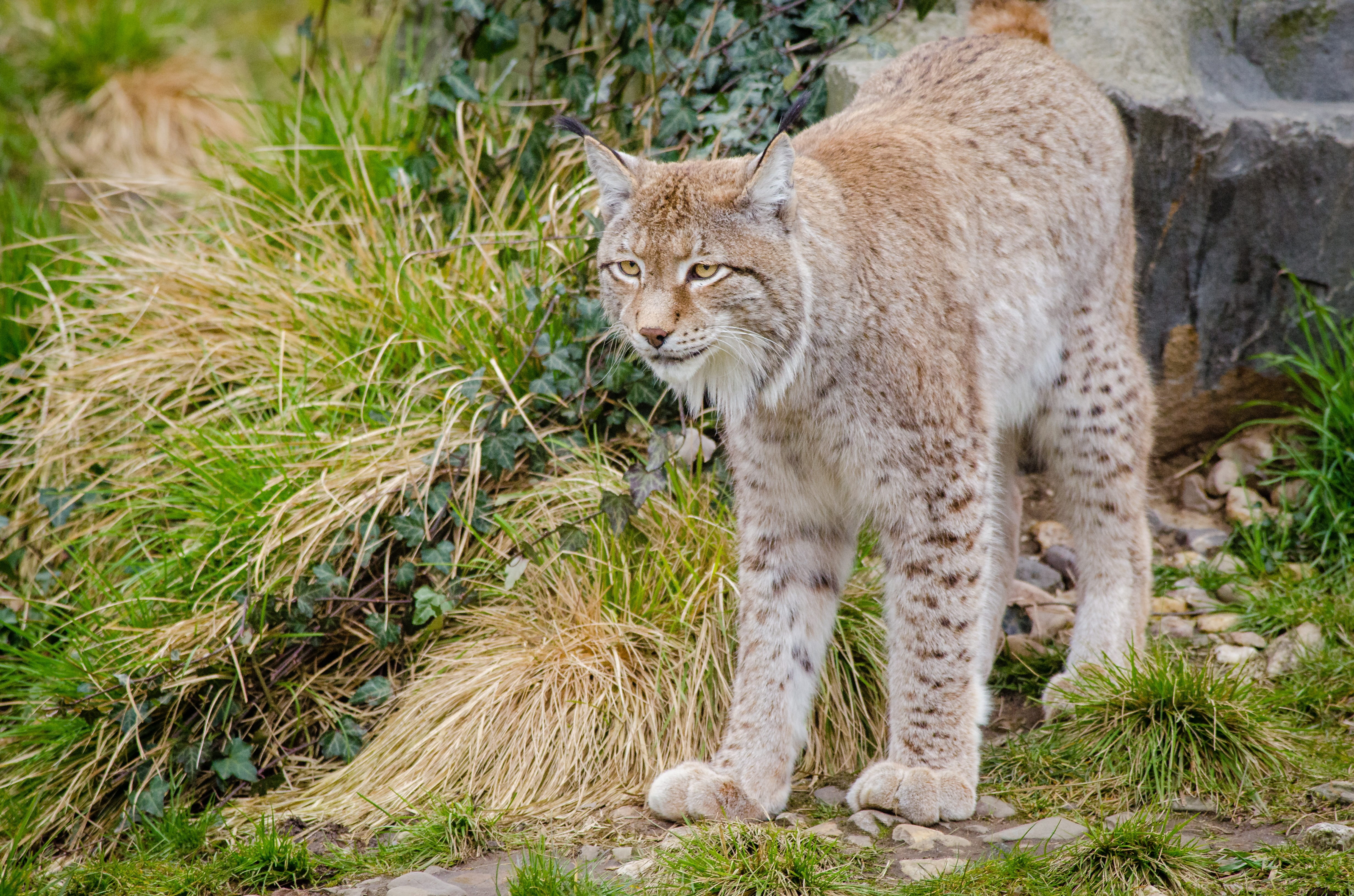 lynx, plant, portrait, feline, cat, walking, carnivora, boreal forest, outdoors, 4K, predator, face adorned favorites, animal wildlife, one animal, big cat, HD Wallpaper
