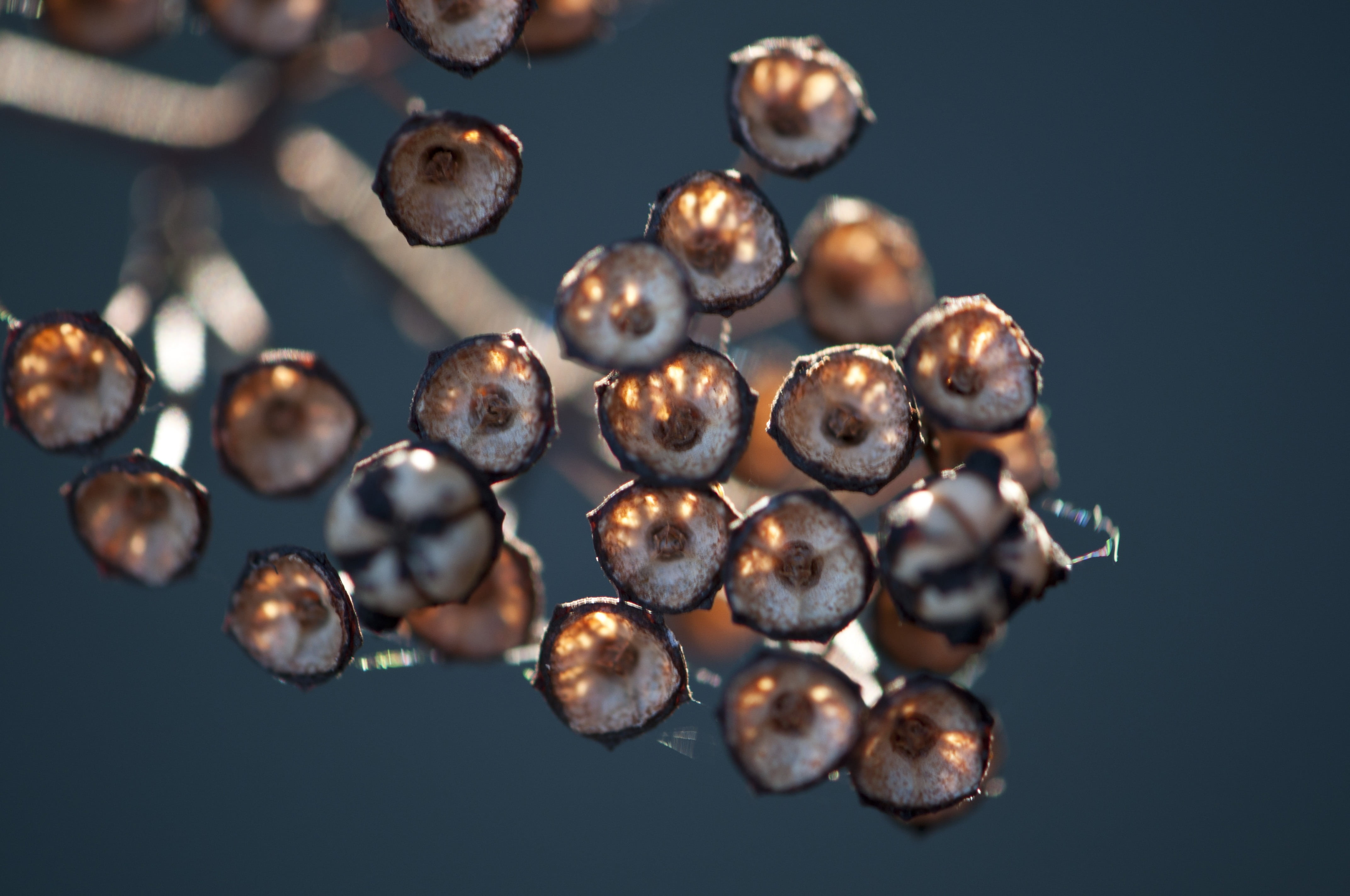black color, ripe, blue, selective focus, wildflower, studio shot, directly below, triangular, brown, reflection, 4K, nature, food, plant, new england, HD Wallpaper