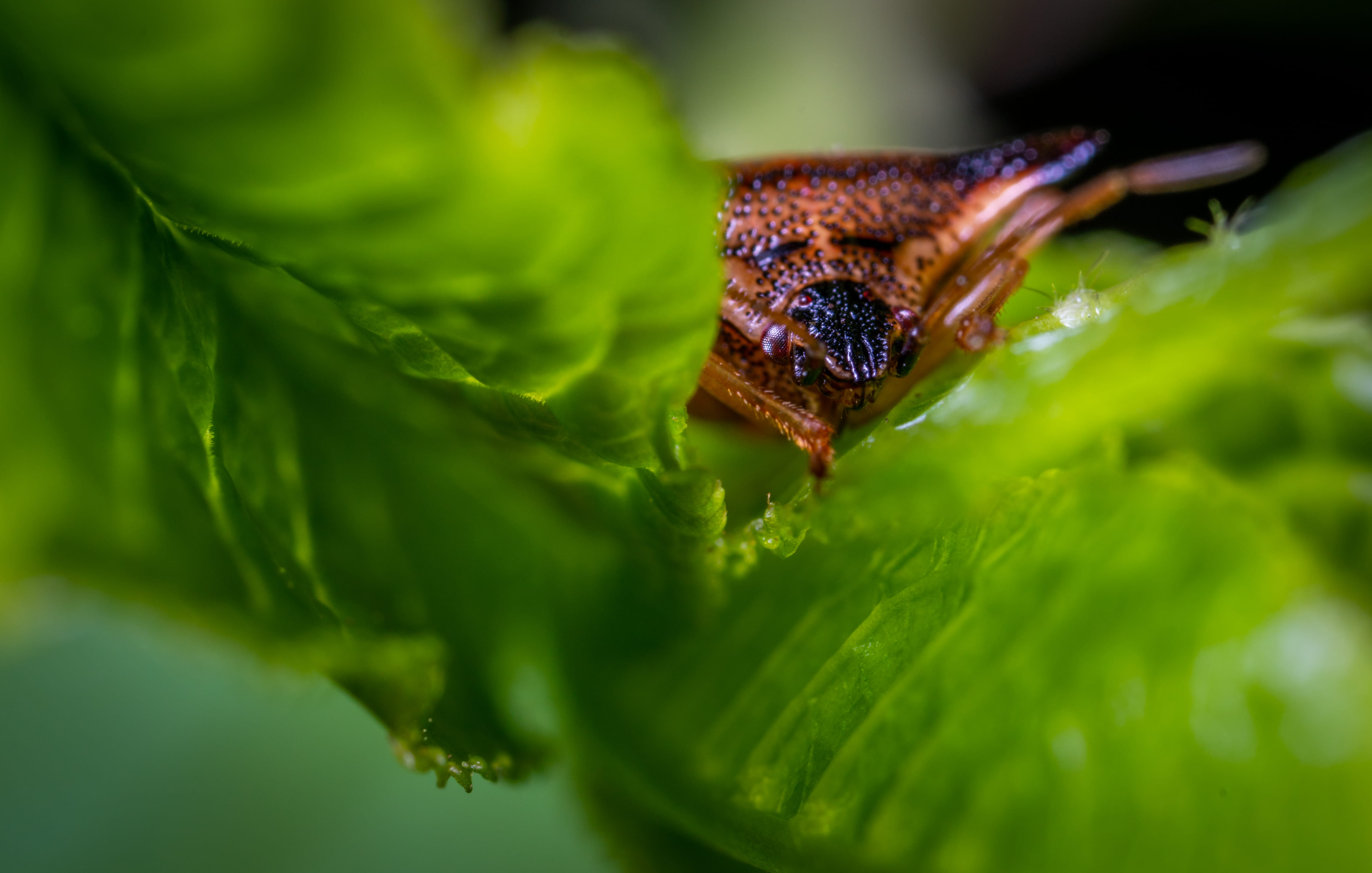 green color, nature, one animal, light, plant part, animal wildlife, no people, animal, green, close-up, animals in the wild, day, animal themes, selective focus, HD Wallpaper