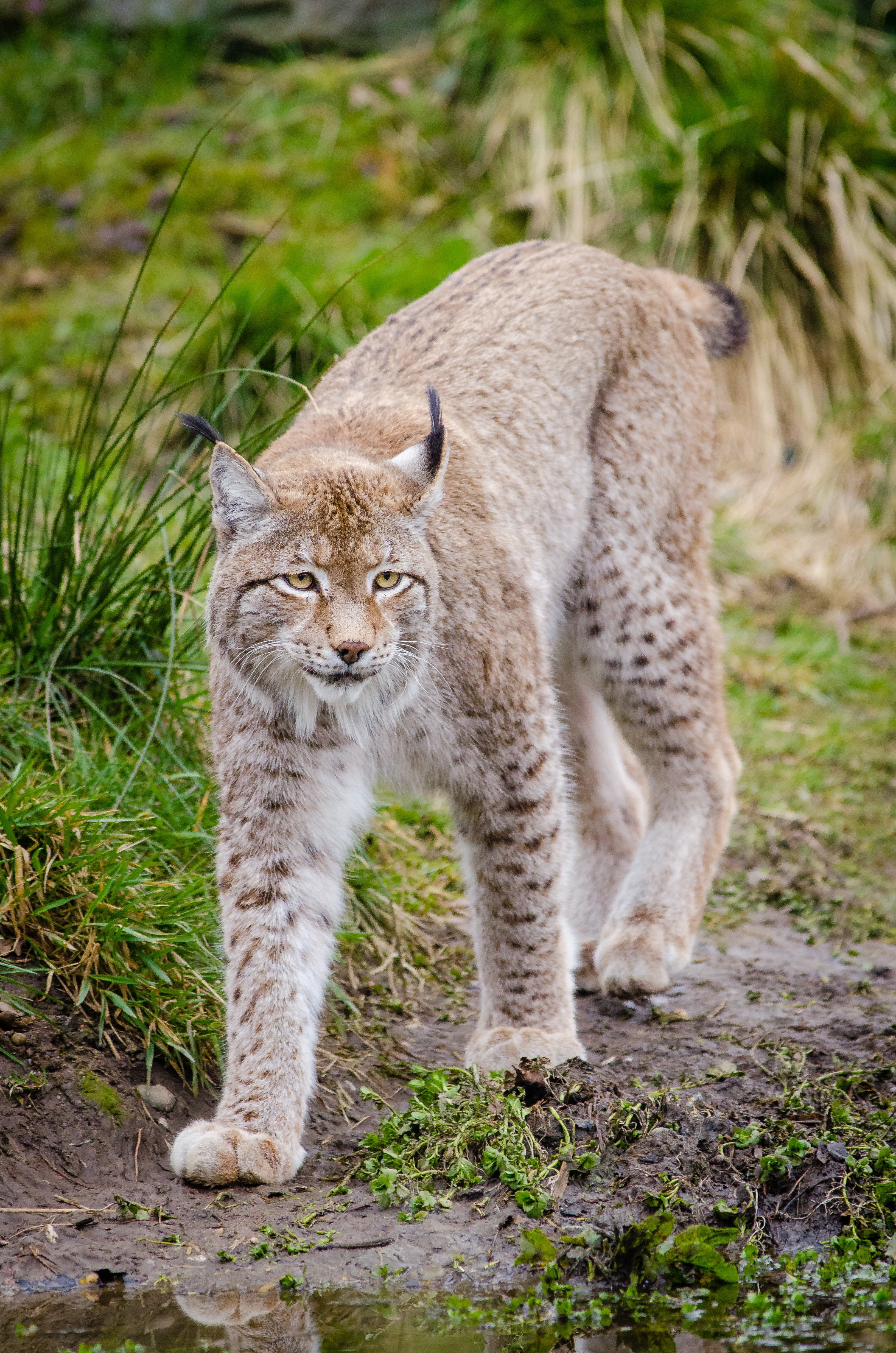triangular ears, lynx, predator, animals In The Wild, looking away, 4K, field, outdoors, fur, near, pets, day, undomesticated Cat, cat, looking, face adorned favorites, Phone HD Wallpaper