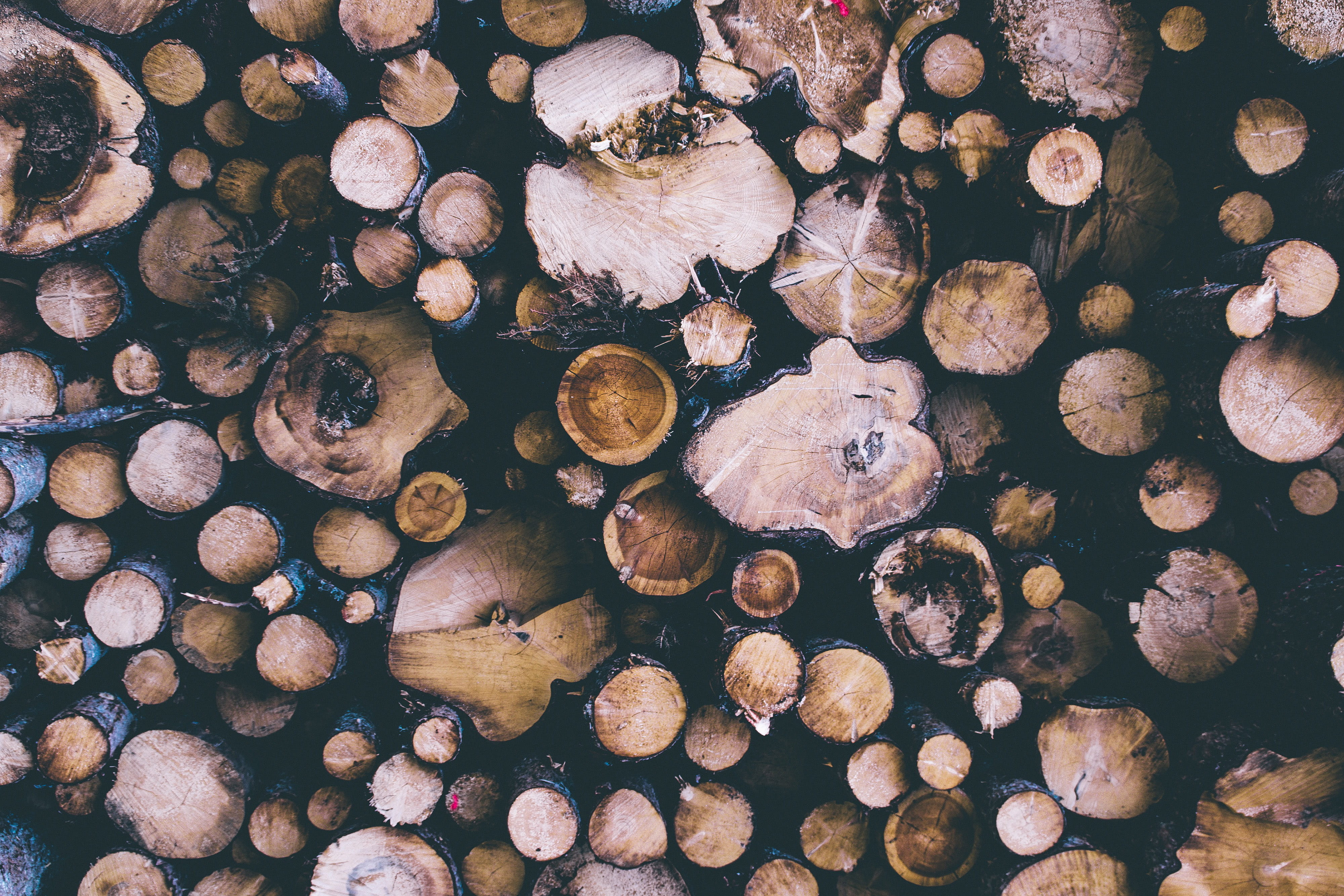 nature, fuel and power generation, food, close-up, Cut, tree, deforestation, outdoors, firewood, stack, no people, large group of objects, abundance, textured, HD Wallpaper