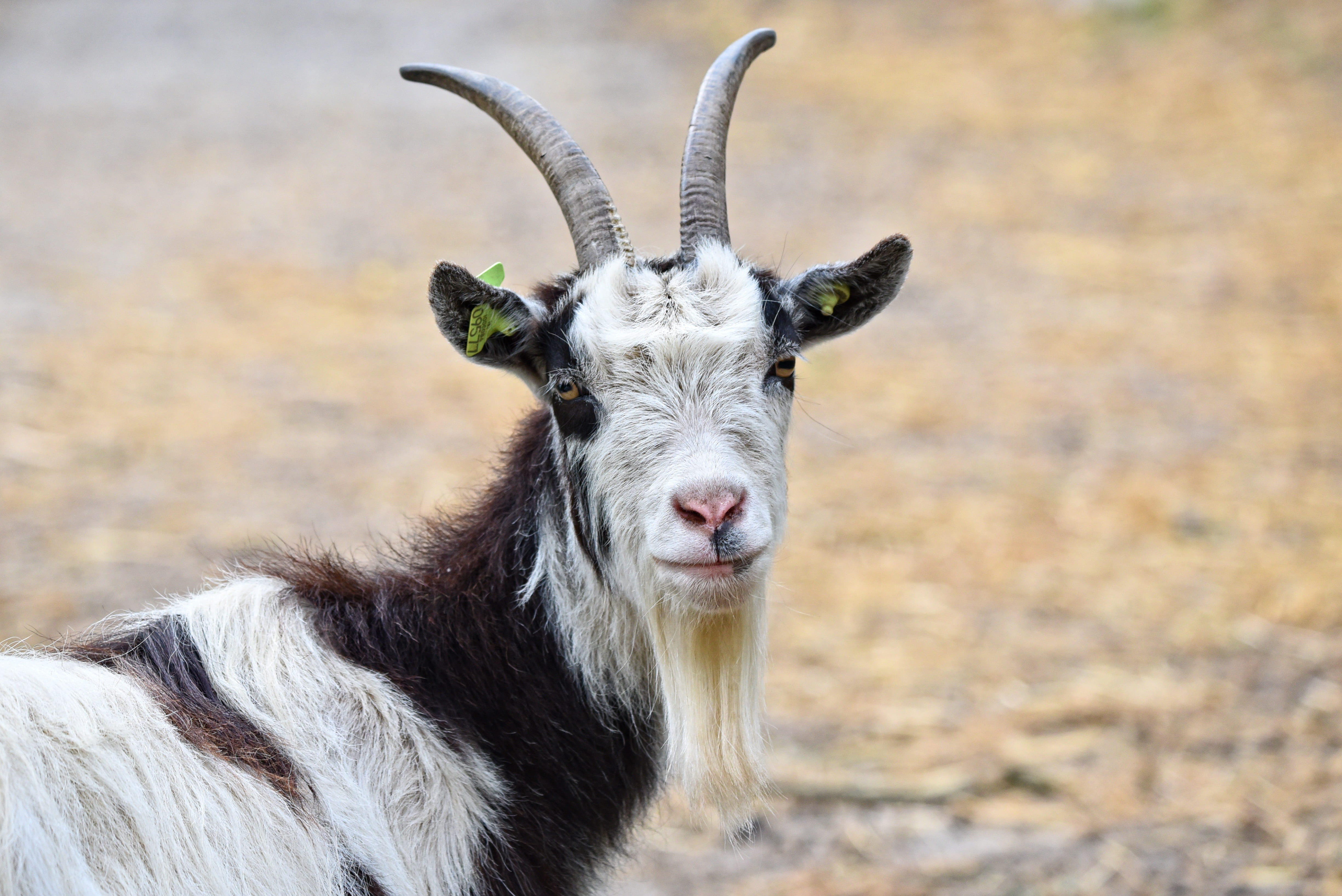 photography, focus, herbivorous, domestic goat, day, animal, ruminant, one animal, animals in the wild, nanny goat, 4K, vertebrate, nature, land, eyes, HD Wallpaper