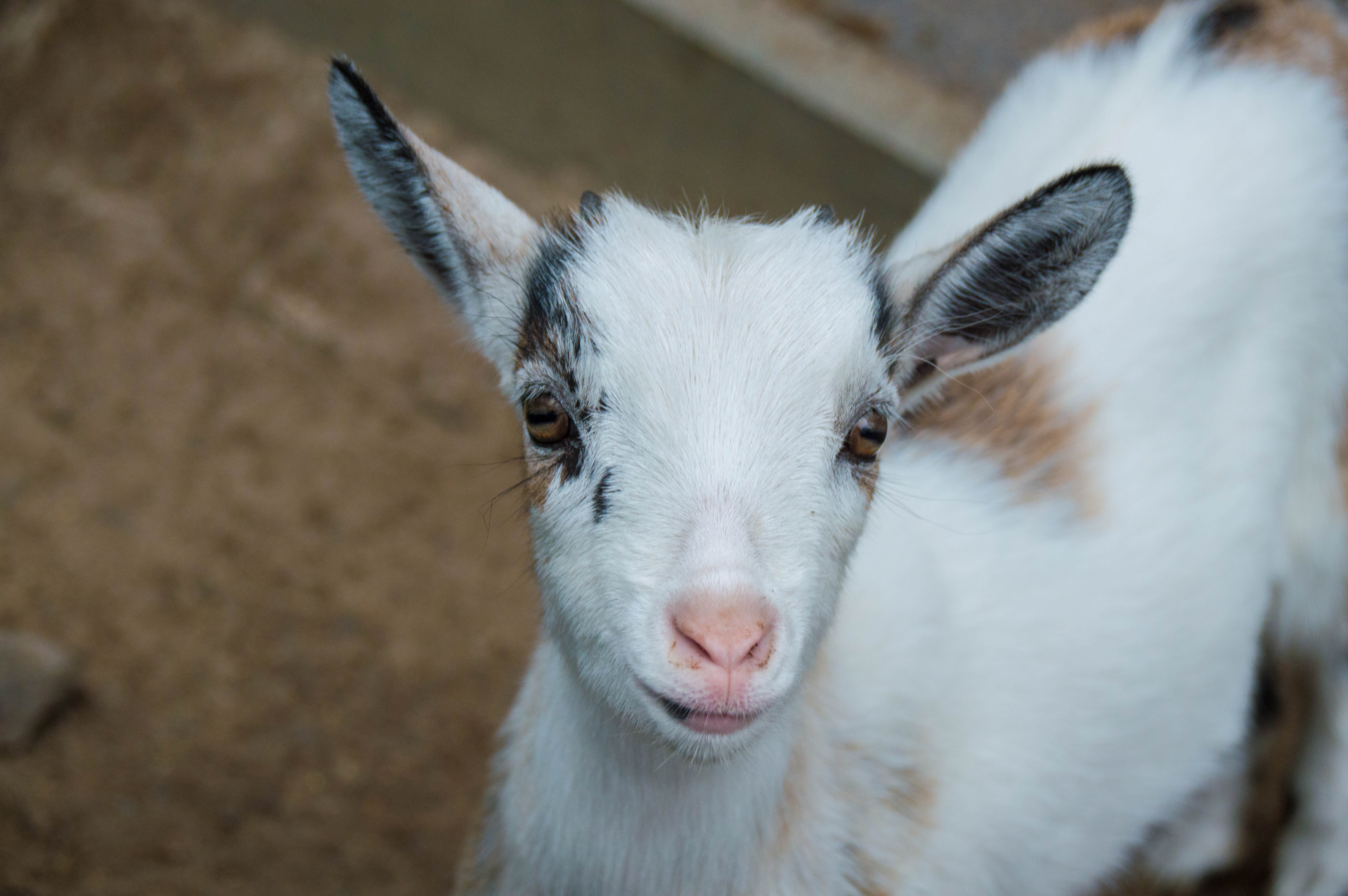 agriculture, sheep, livestock, one animal, baby goat, animal themes, kid, pets, rural Scene, 5K, domestic, farm, herbivorous, animal ear, animal wildlife, HD Wallpaper