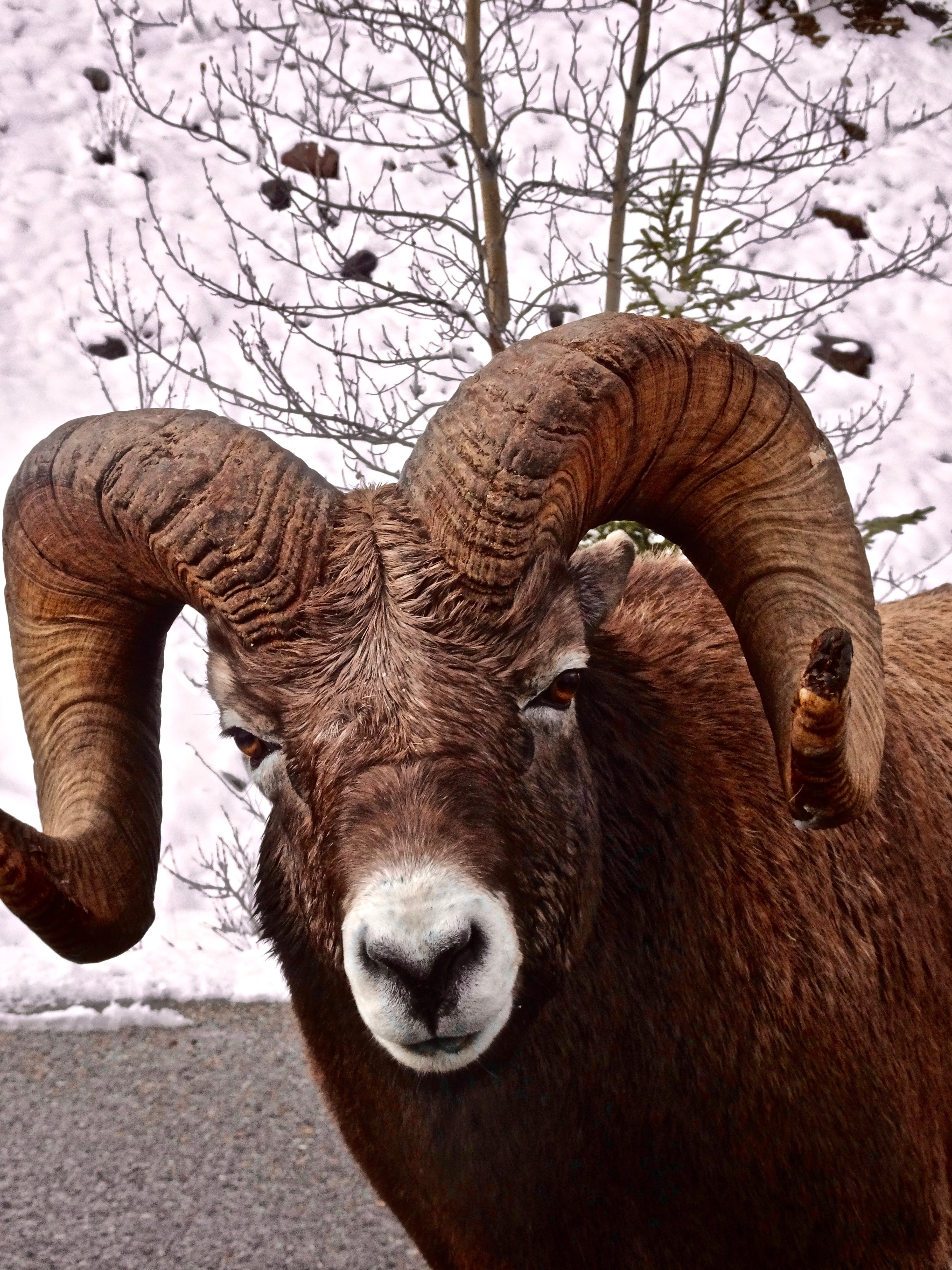head, sheep, outdoors, big, 4K, livestock, animal, cattle, ram, pets, animal wildlife, herbivorous, domestic, horned, brown, day, mammal, big horn sheep, Phone HD Wallpaper