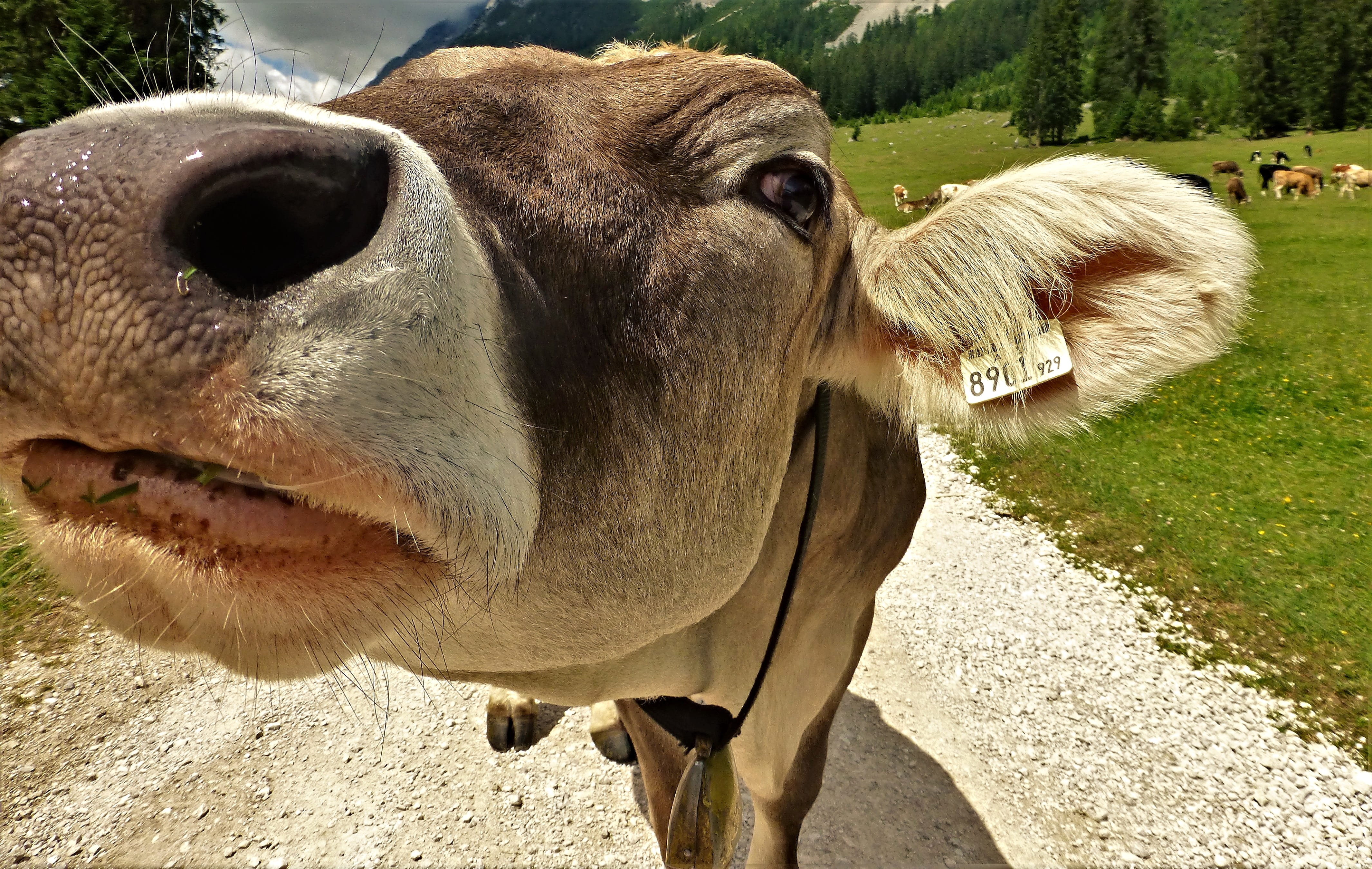 milk cow, ear tag, wildlife photography, animal world, grazing, Pasture, 4K, young animal, animal mouth, domestic animals, creature, animal themes, dairy cattle, HD Wallpaper
