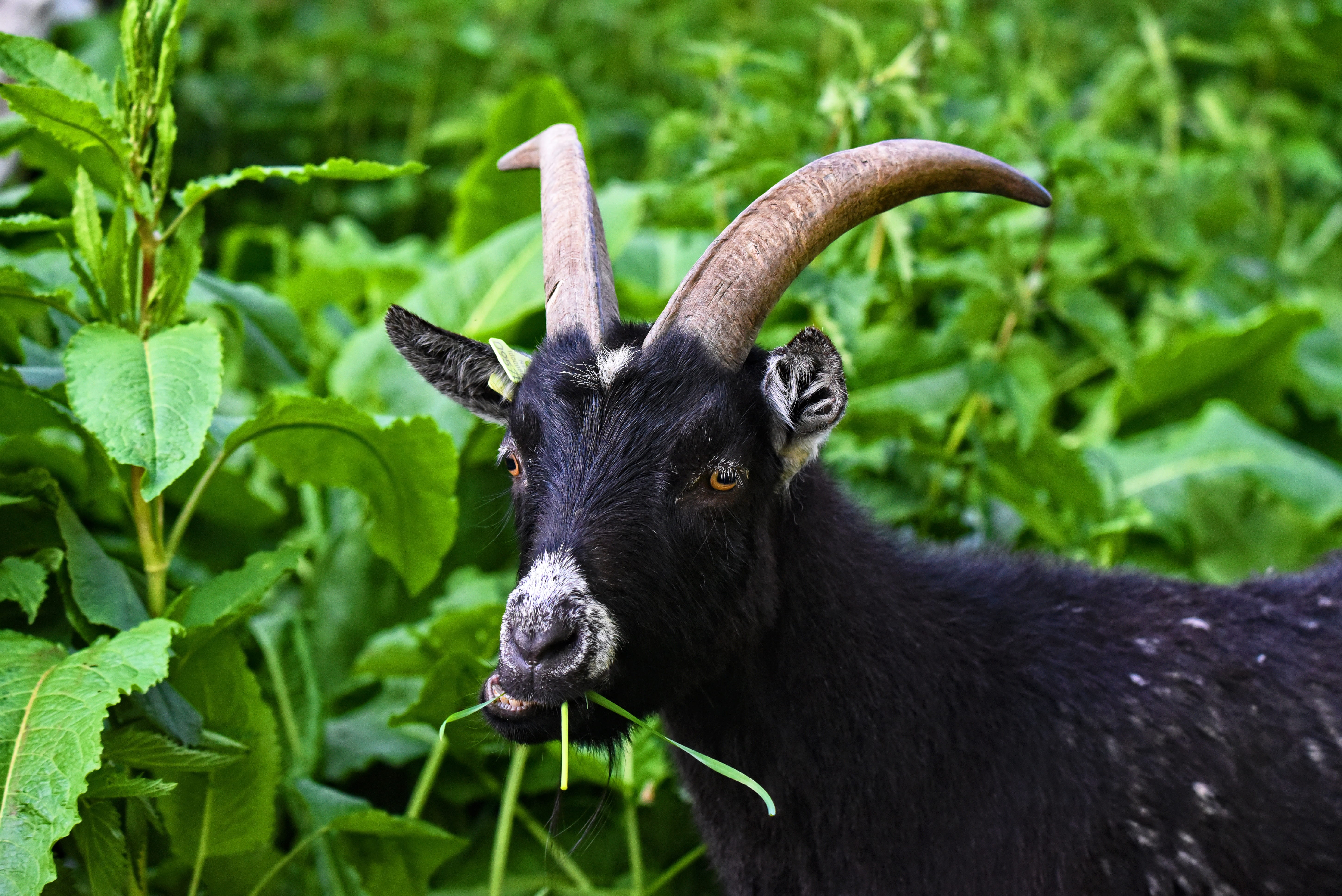 animal, stinging nettle, domestic goat, animal wildlife, ruminant, portrait, herbivorous, nature, one animal, horned, eyes, beard, field, animals in the wild, HD Wallpaper