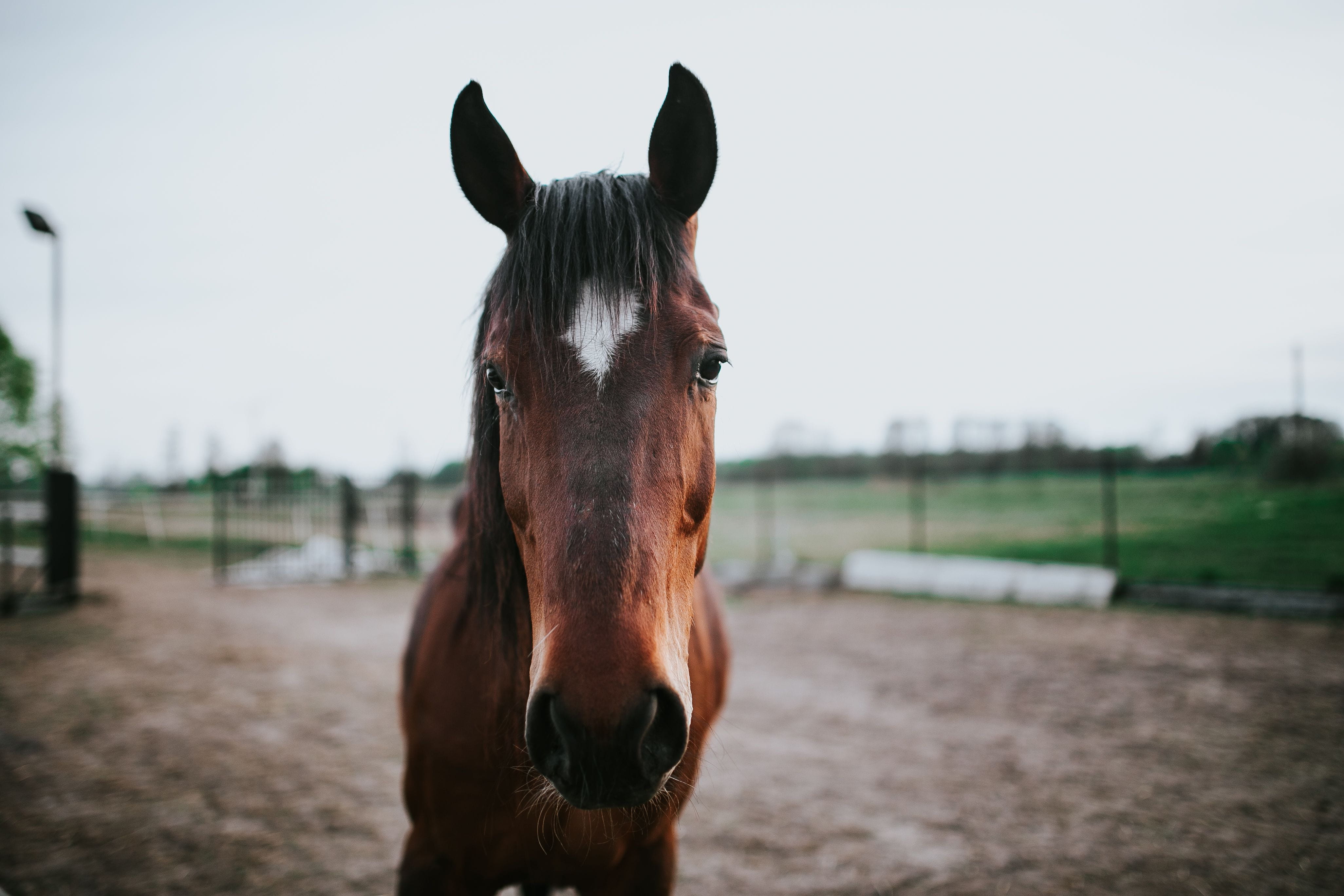 outdoors, brown, rural Scene, mane, Portrait, livestock, thoroughbred Horse, sky, nature, looking at camera, meadow, domestic, close-up, mare, vertebrate, HD Wallpaper