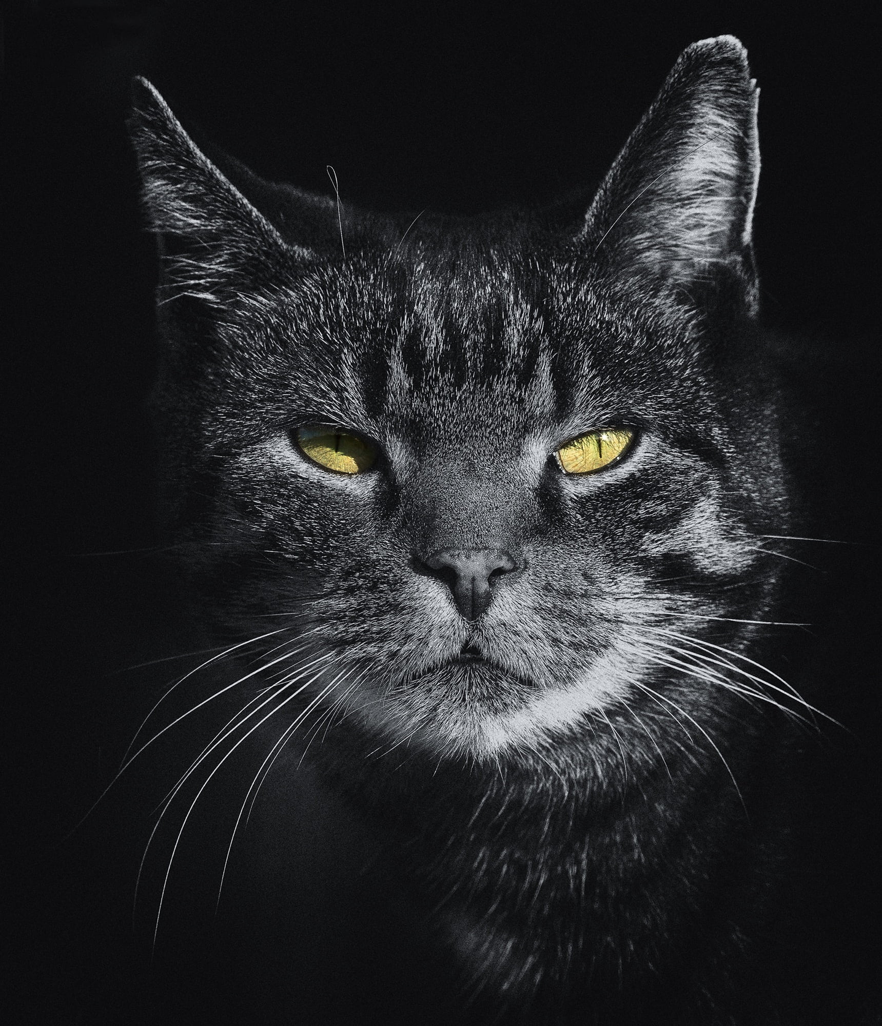 view, mieze, animal themes, black and white, animal body part, close, animal portrait, domestic cat, whisker, studio shot, looking at camera, wildlife photography, Phone HD Wallpaper