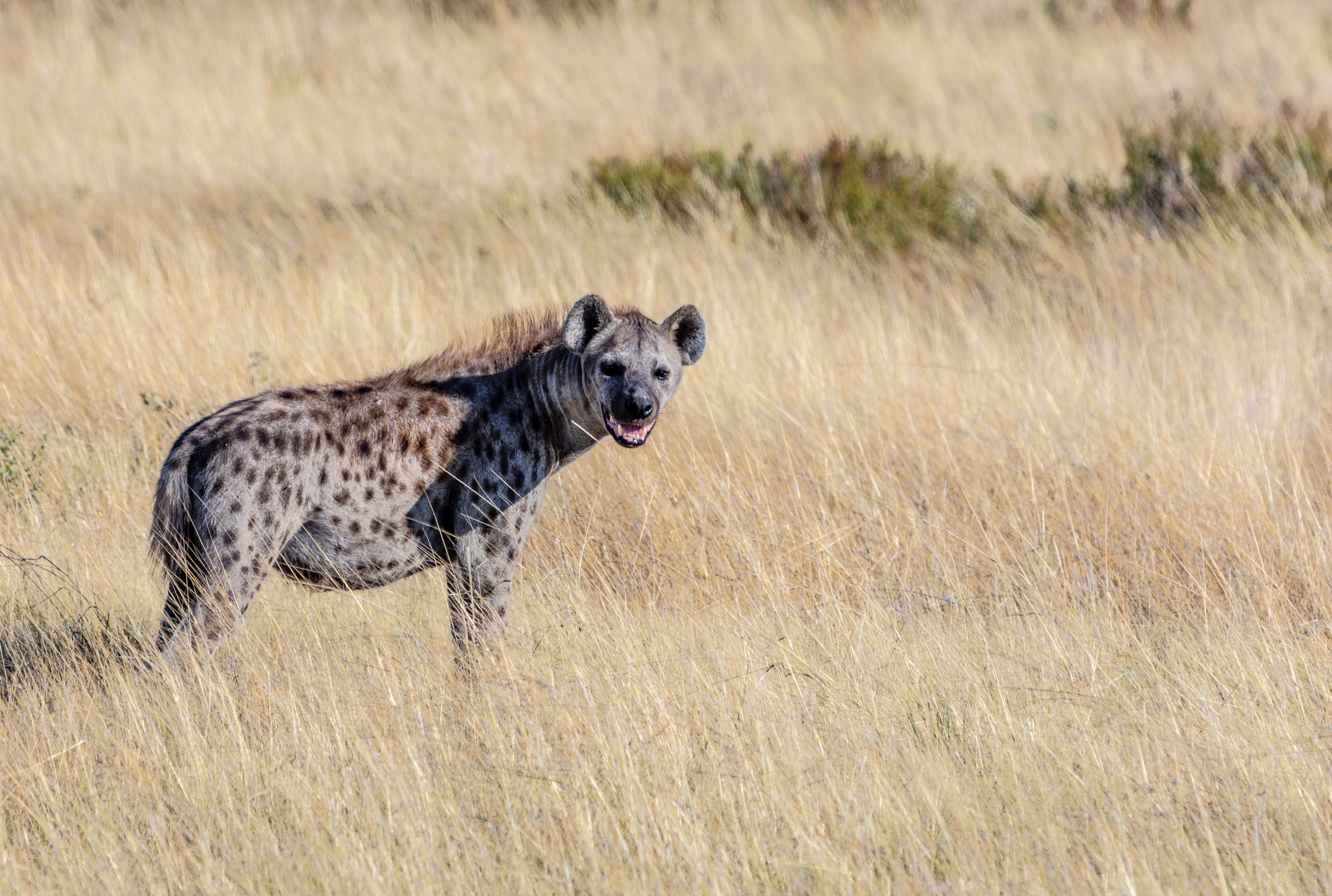 etosha, jaguar, savanna, daytime, vertebrate, standing, field, reed, outdoors, survival, focus, hunting, grassland, mouth open, no people, mammal, day, HD Wallpaper