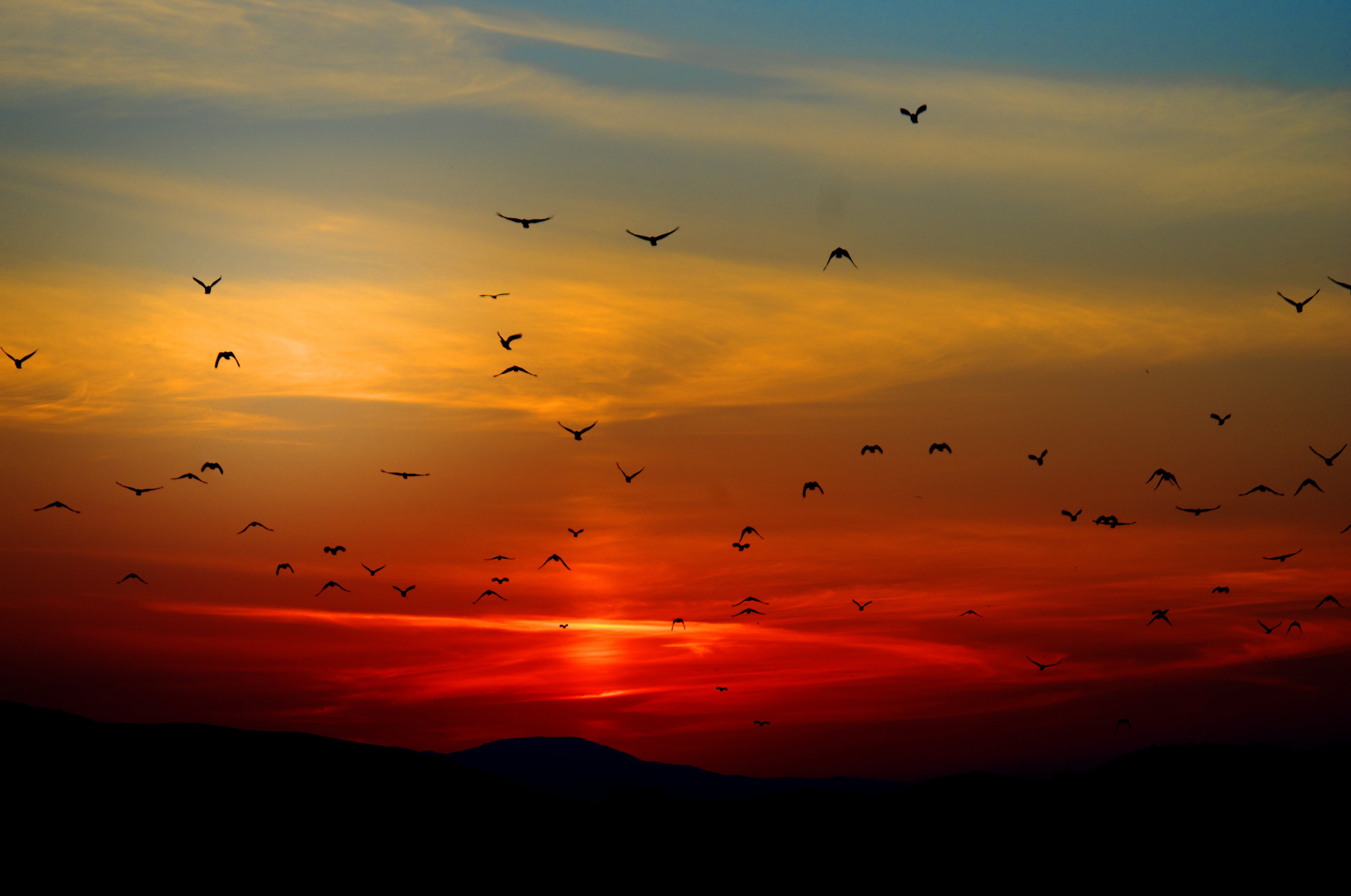 vivid, bird, horizon, large group of animals, no people, sunset, scenic, animal, orange color, colorful, scenics - nature, colors, group of animals, flock of birds, HD Wallpaper