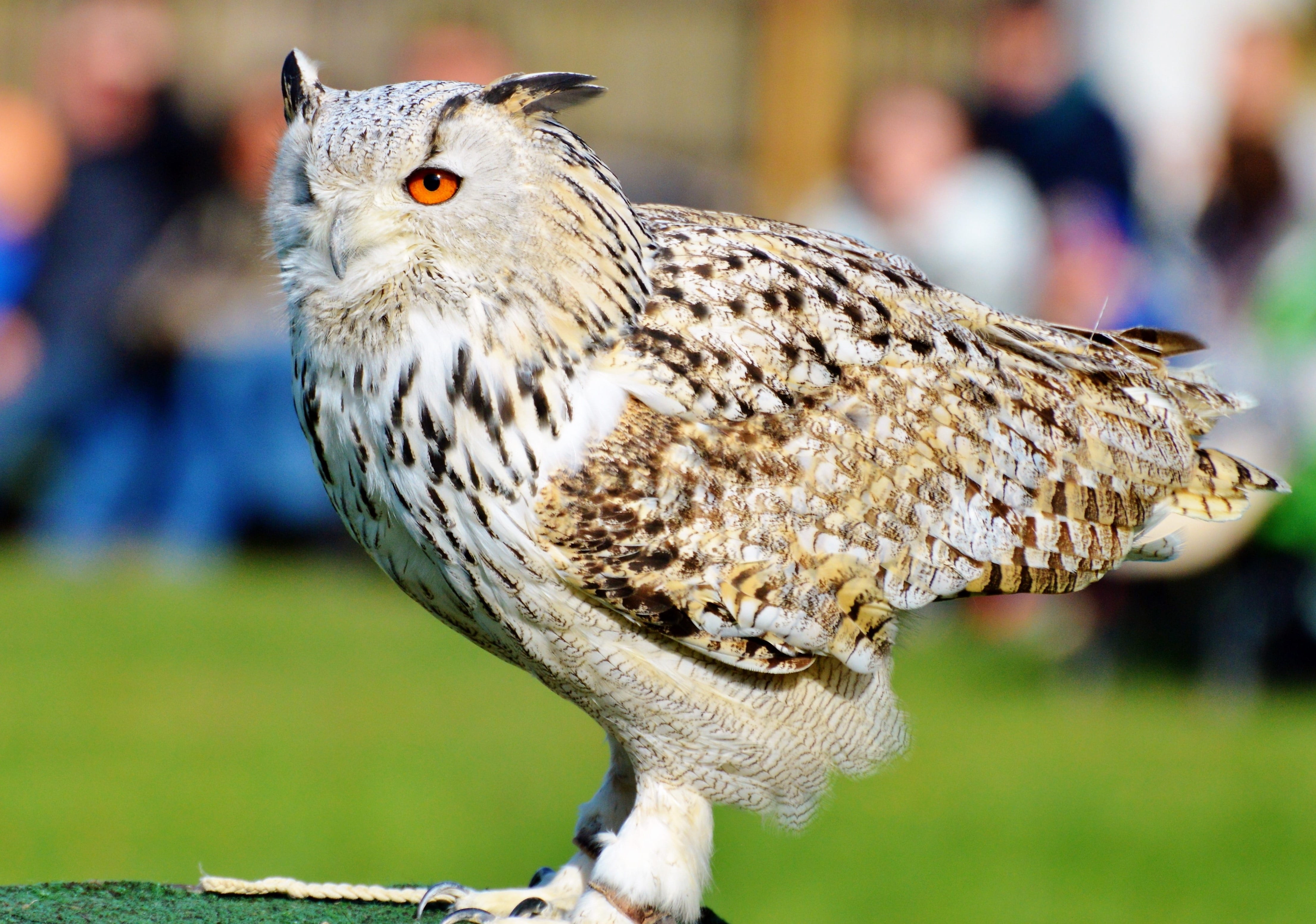 photography, focus on foreground, plumage, bird of prey, owl, nature, incidental people, nocturnal, day, falcon - bird, animal wildlife, bird, brown, people, HD Wallpaper