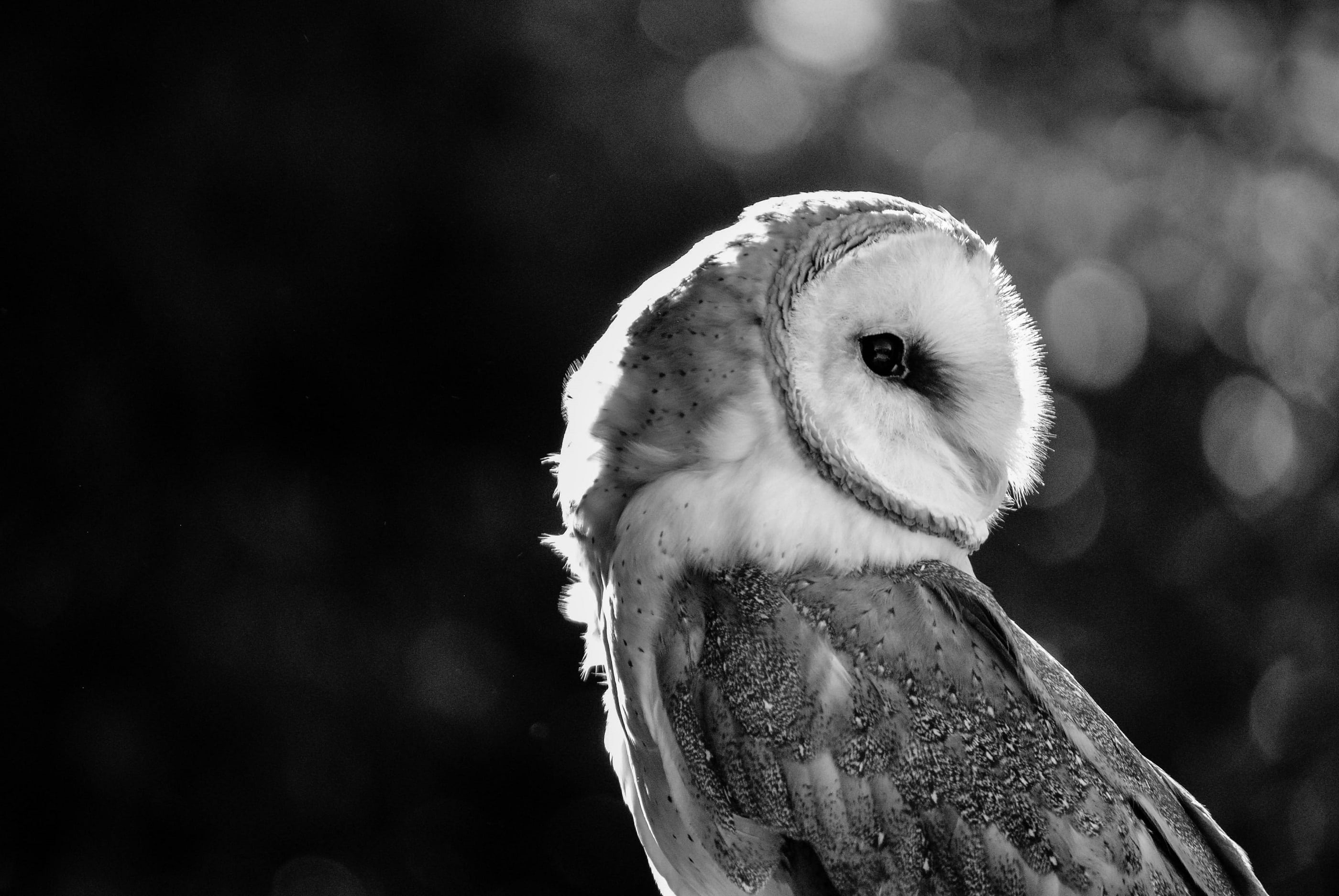 bird of Prey, wise, animals in the wild, animal, profile, one animal, wildlife, grayscale, day, eyes, raptor, close-up, bird, outdoors, predator, barn owl, HD Wallpaper